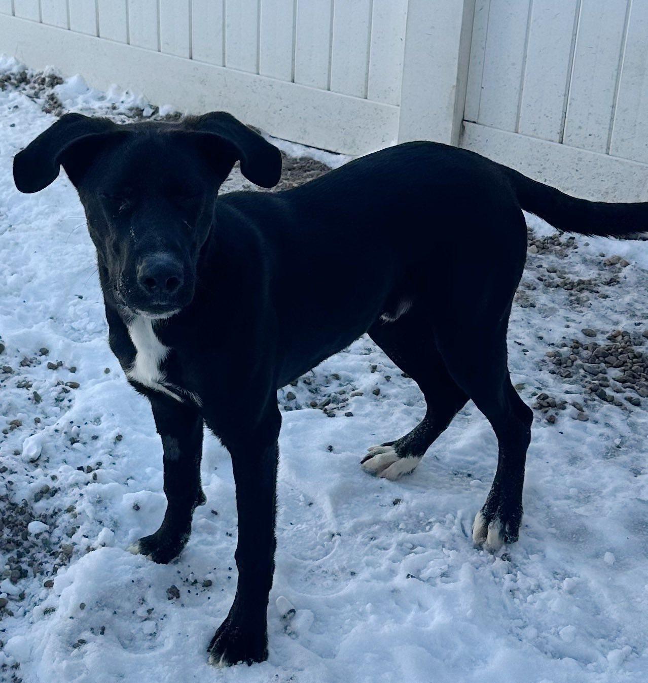 Enlarge Bradley, an adopted Labrador Retriever in Columbus, NE image 1/1