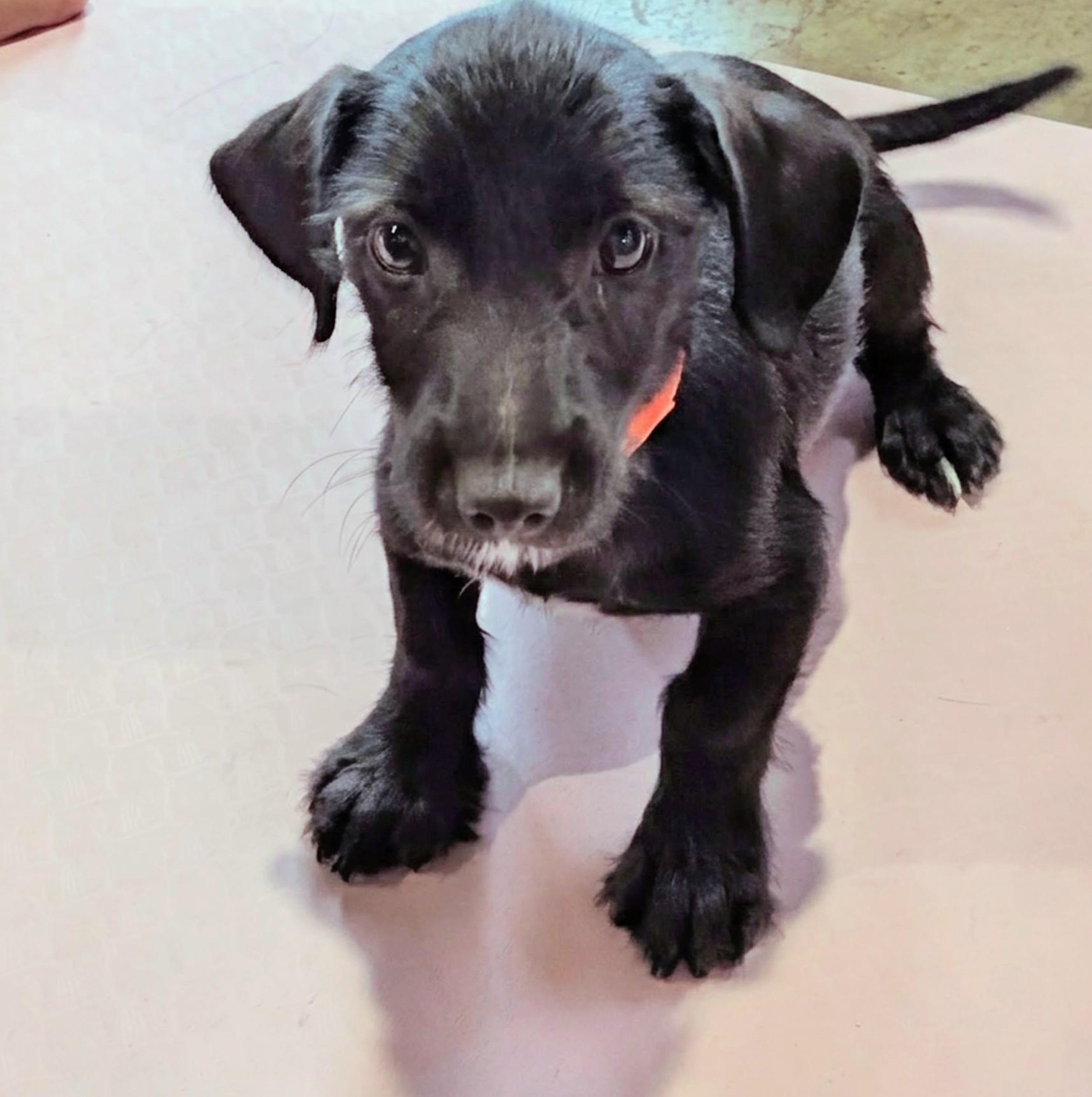 Enlarge Chance, a Adoptable mixed breed in Dallas, TX image 3/6