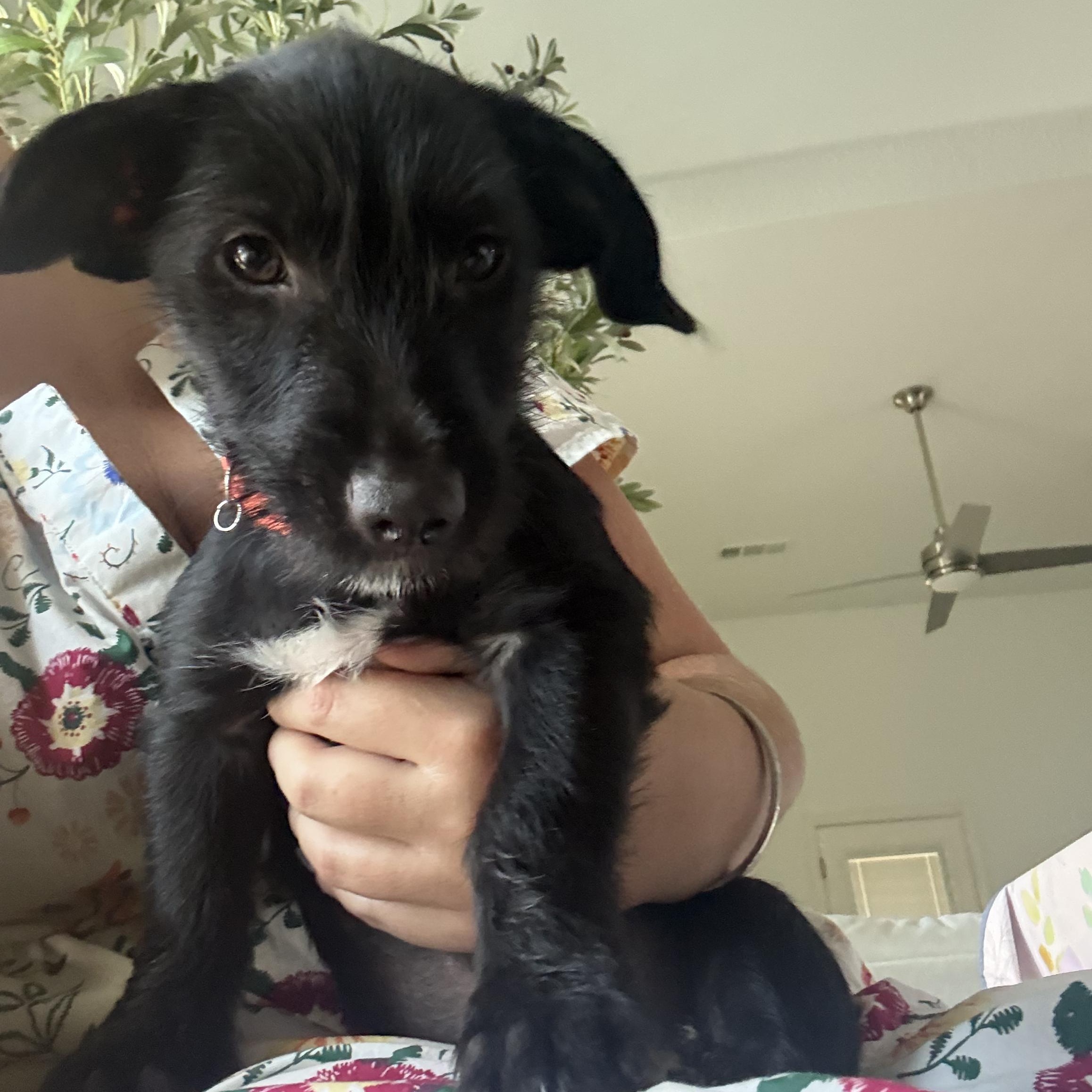 Enlarge Chance, a Adoptable mixed breed in Dallas, TX image 4/6