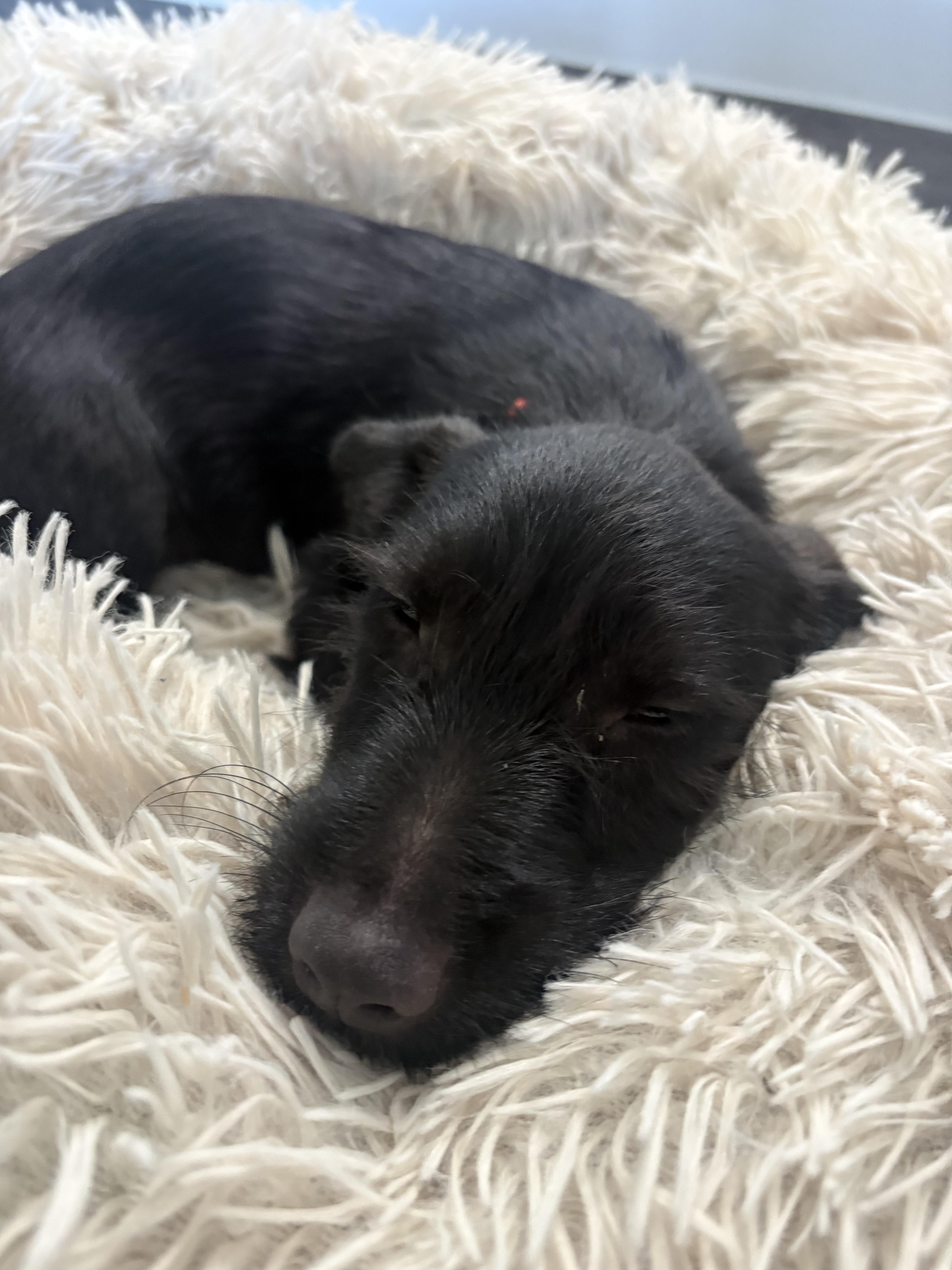 Enlarge Chance, a Adoptable mixed breed in Dallas, TX image 2/6