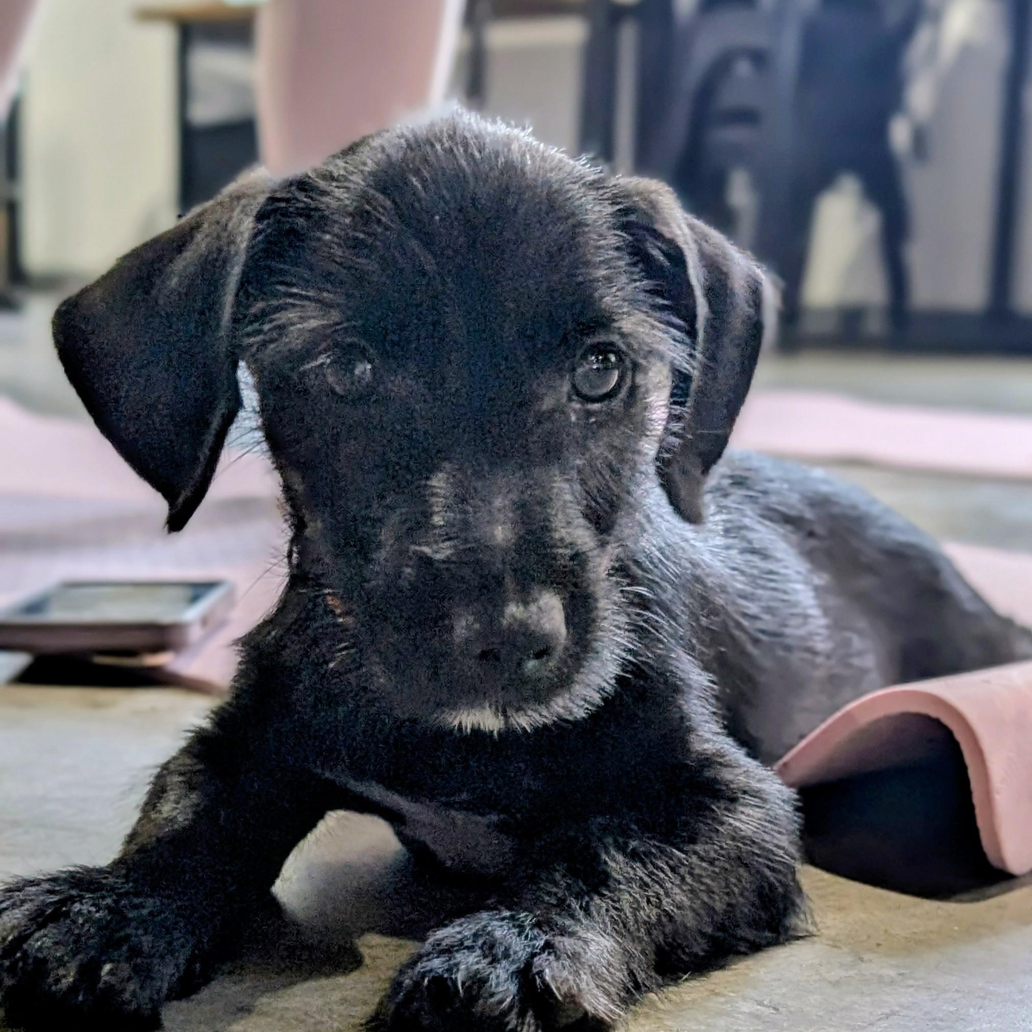 Chance, Adoptable, Puppy Male Dachshund (Long Haired) & Cairn Terrier.