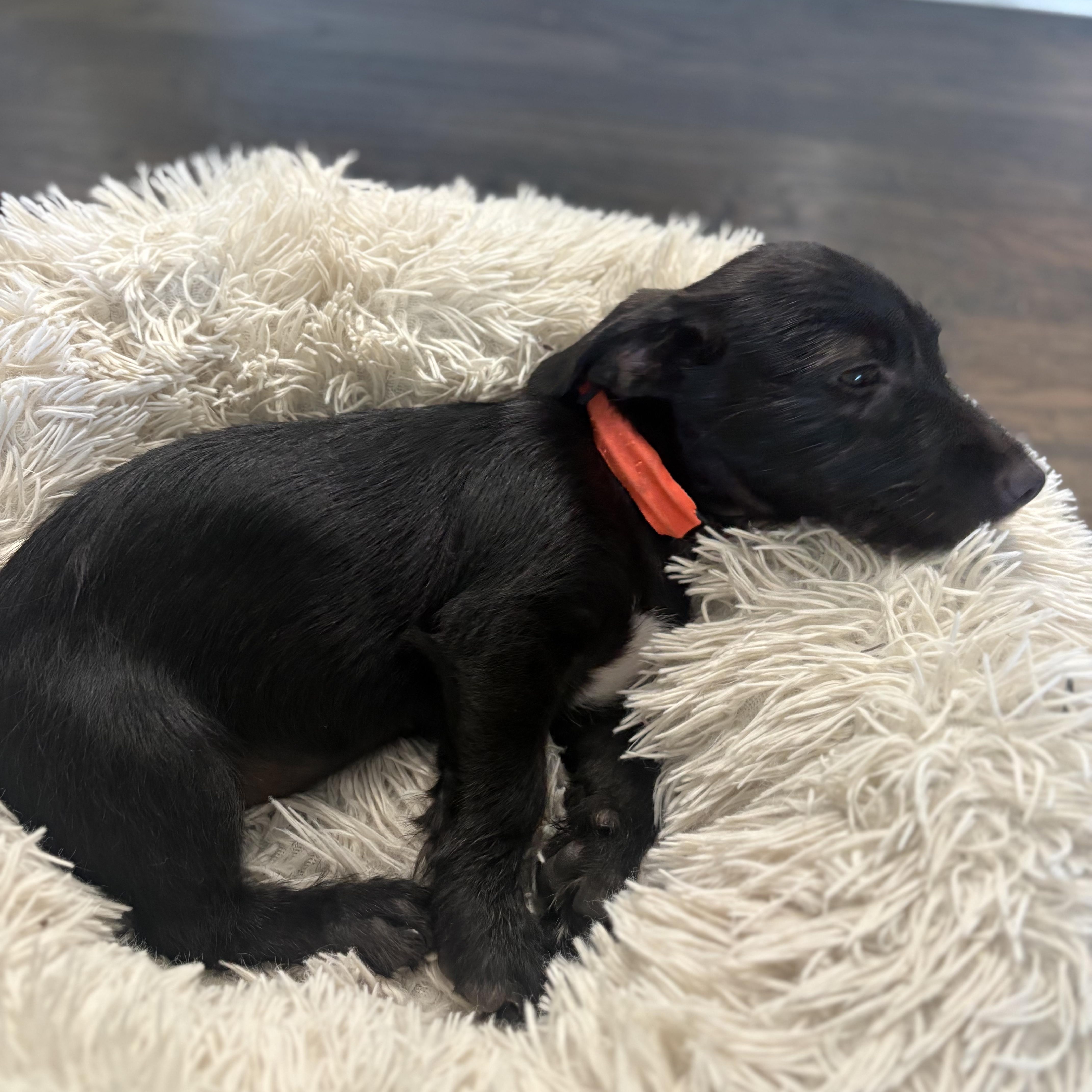 Enlarge Chance, a Adoptable mixed breed in Dallas, TX image 5/6