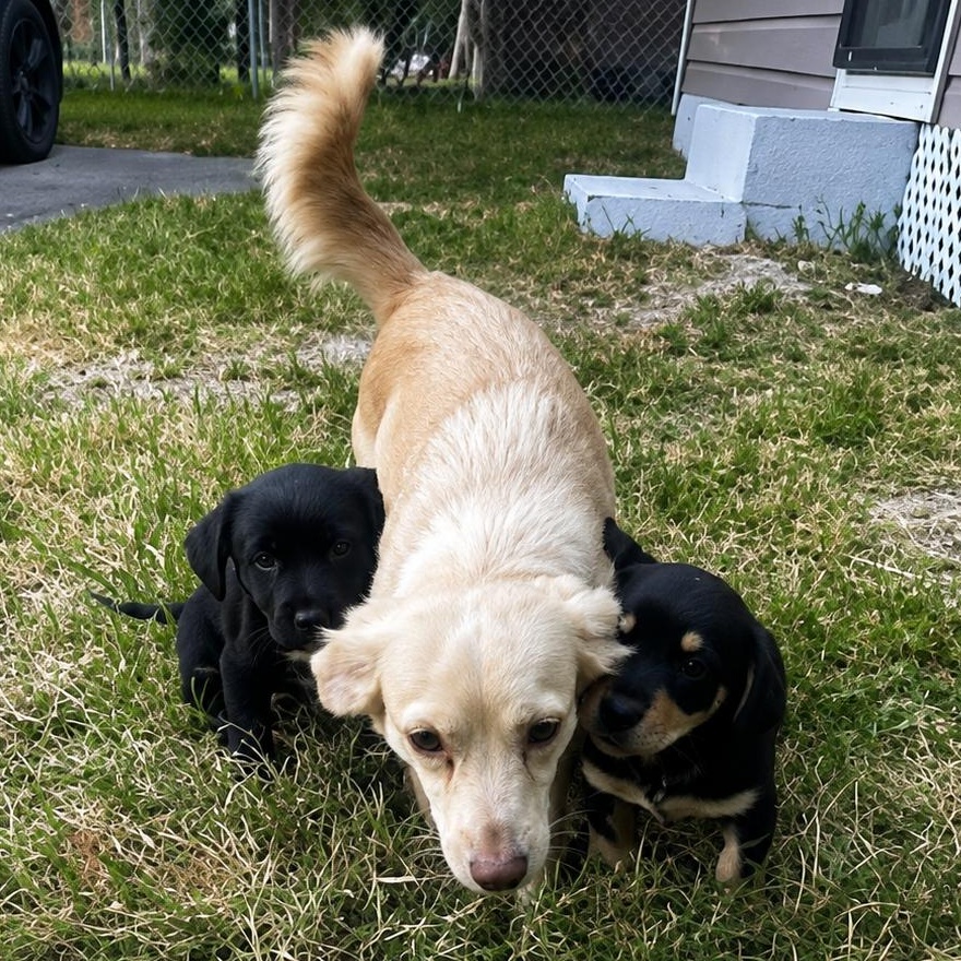 Enlarge Chance, a Adoptable mixed breed in Dallas, TX image 6/6
