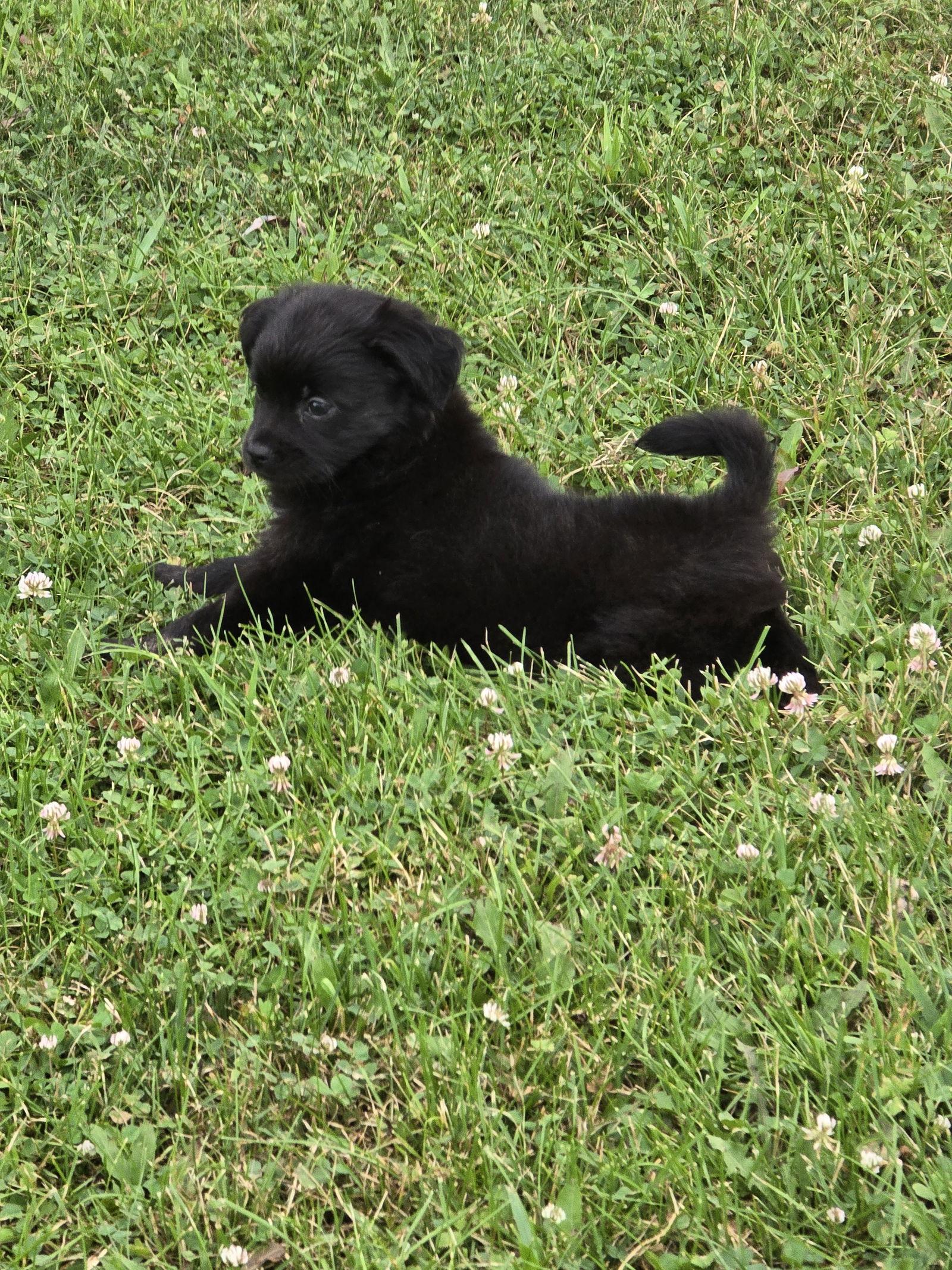 Enlarge Frank, a Adopted mixed breed in Wilmington, DE image 1/2