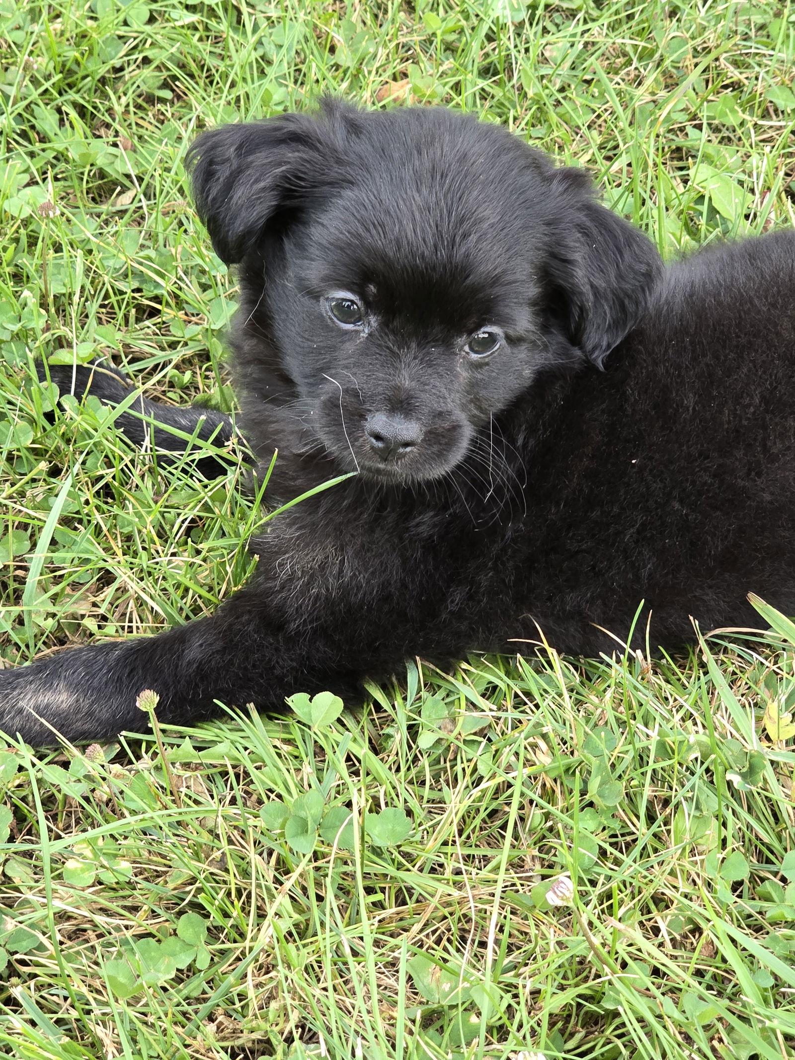 Enlarge Frank, a Adopted mixed breed in Wilmington, DE image 2/2