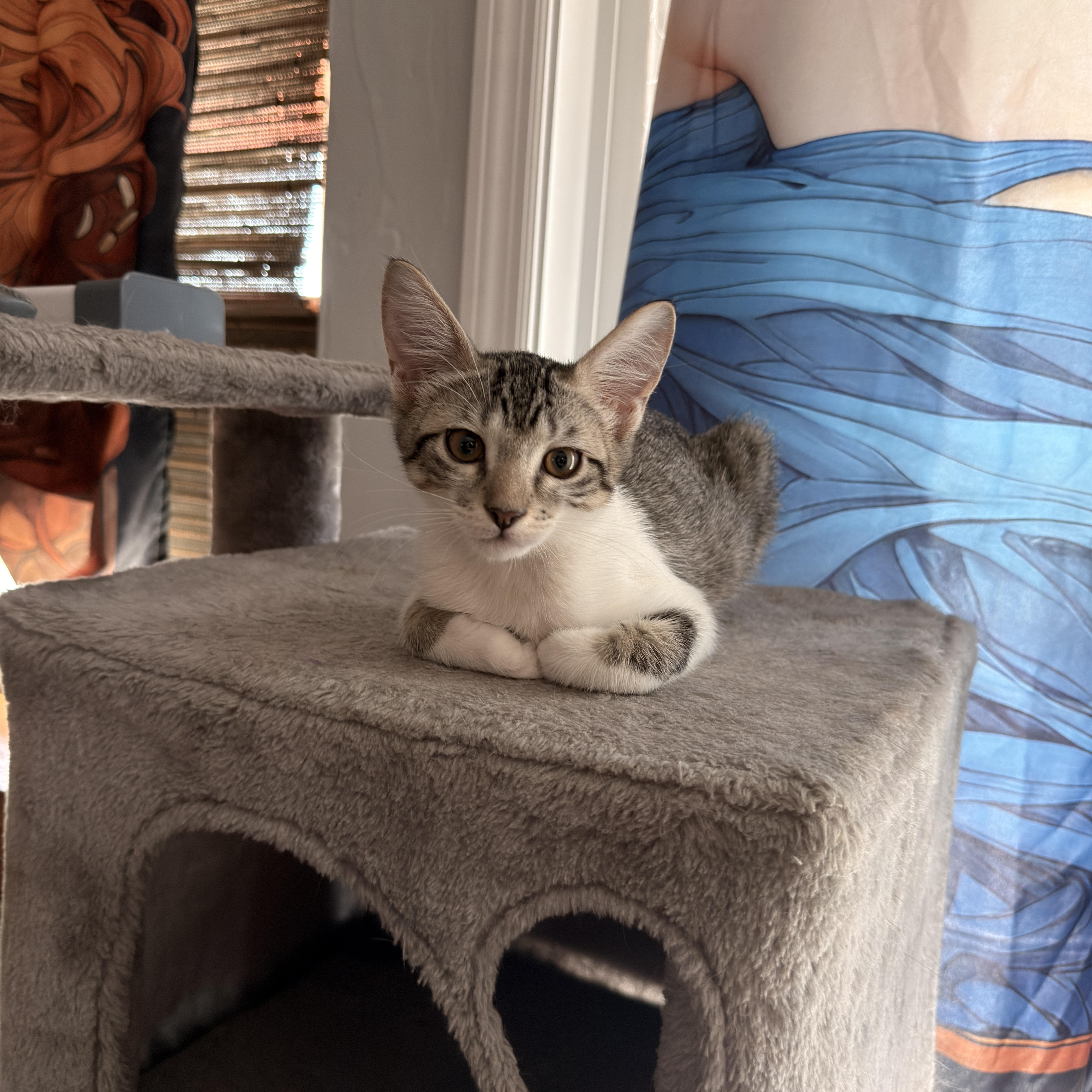 Enlarge Rain, a ADOPTABLE Domestic Short Hair in Boca Raton, FL image 4/6