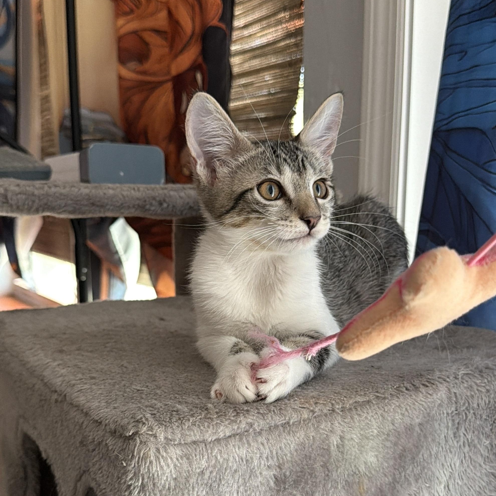Enlarge Rain, a ADOPTABLE Domestic Short Hair in Boca Raton, FL image 2/6