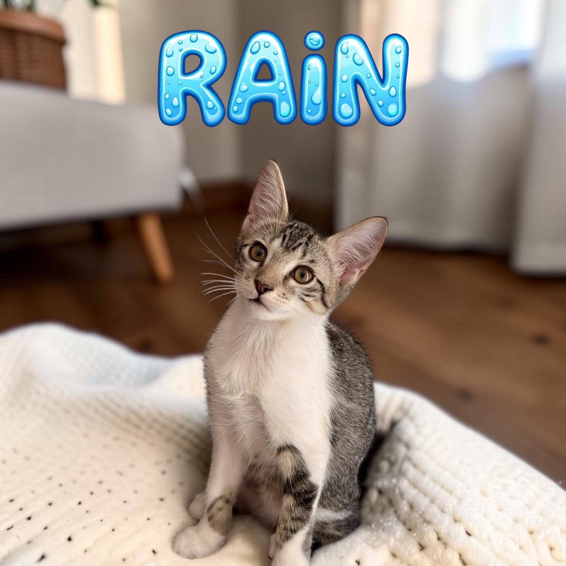 Rain, ADOPTABLE, Kitten Male Domestic Short Hair.