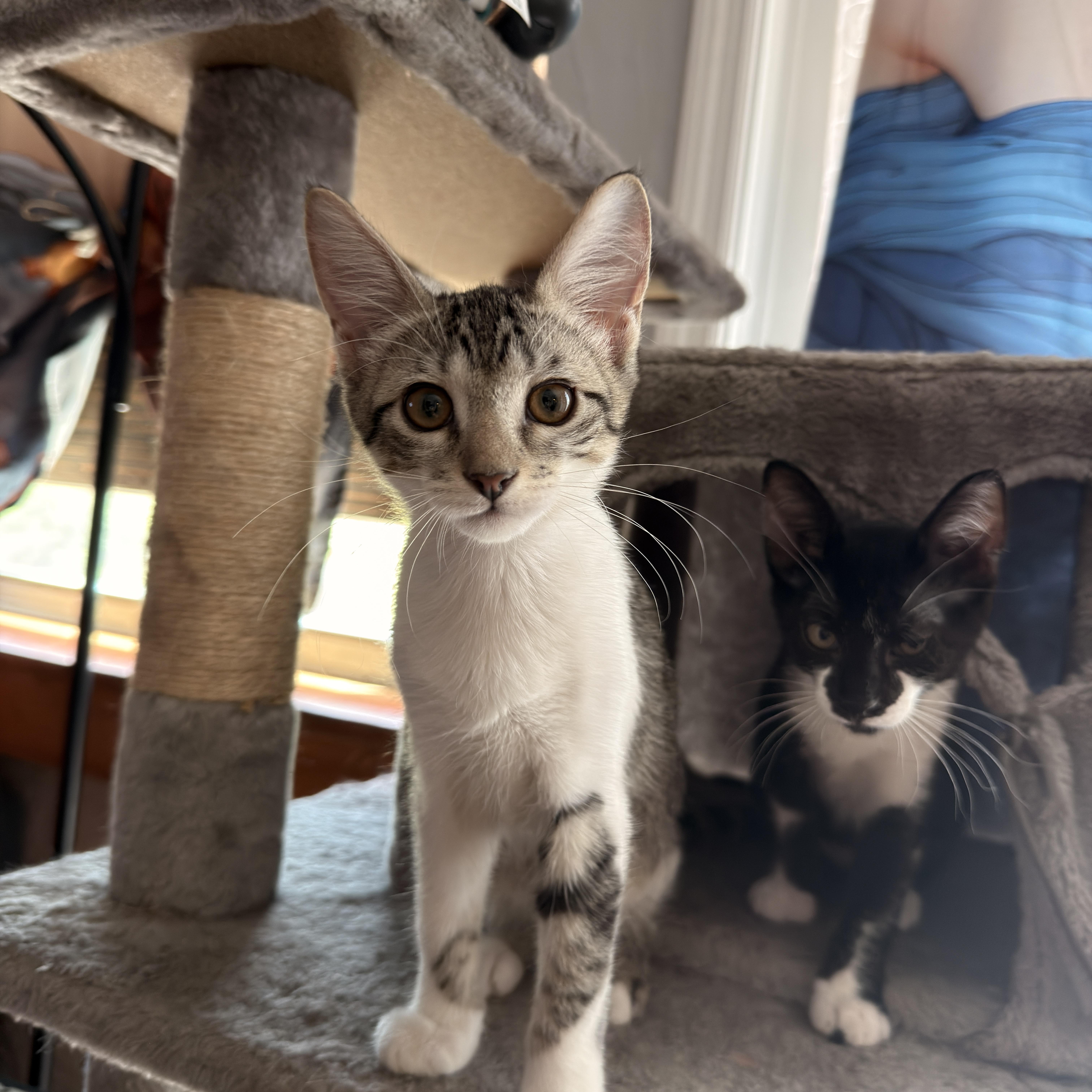 Enlarge Rain, a ADOPTABLE Domestic Short Hair in Boca Raton, FL image 3/6