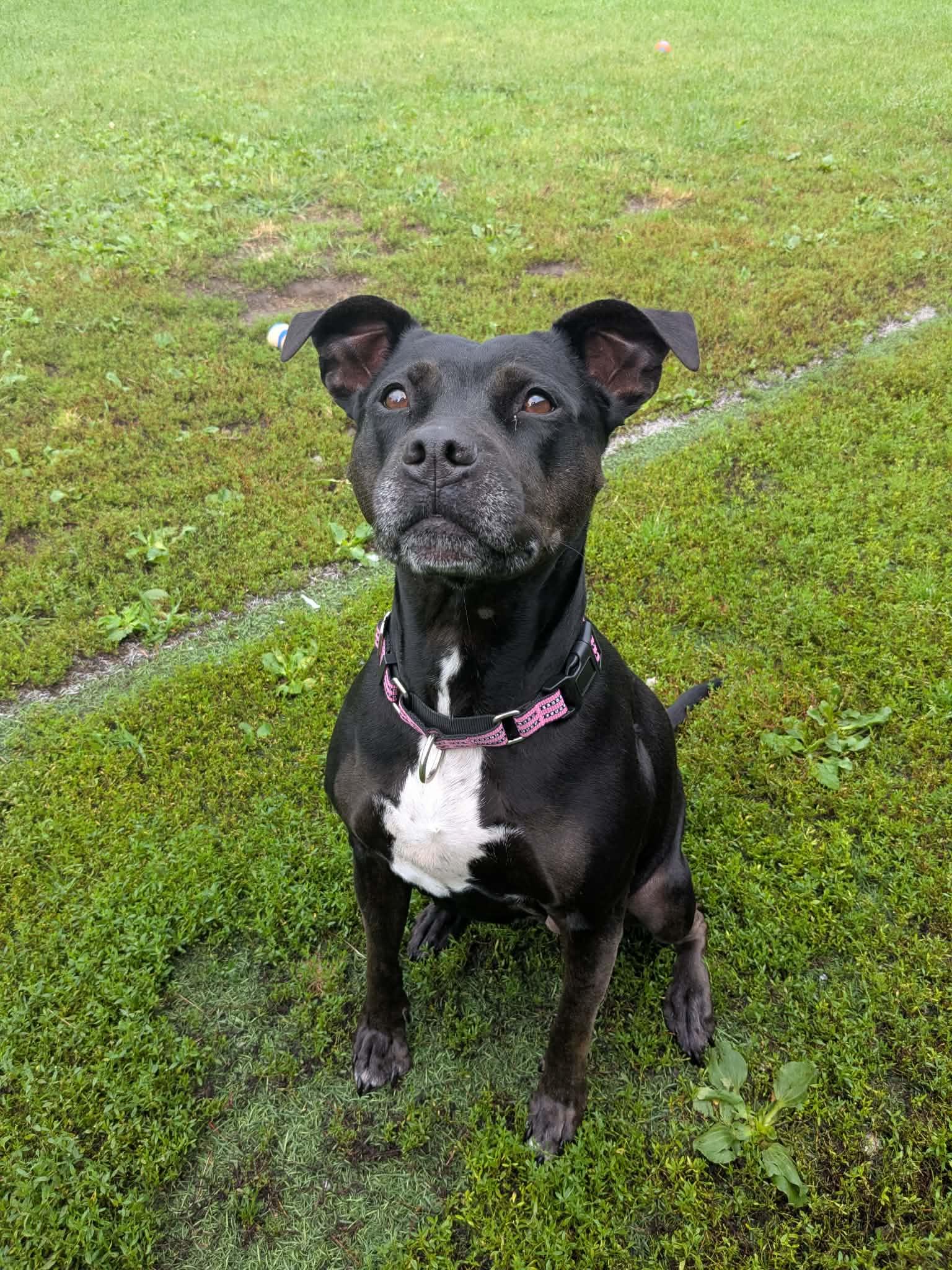 Ameena, Adoptable, Senior Female Mixed Breed.