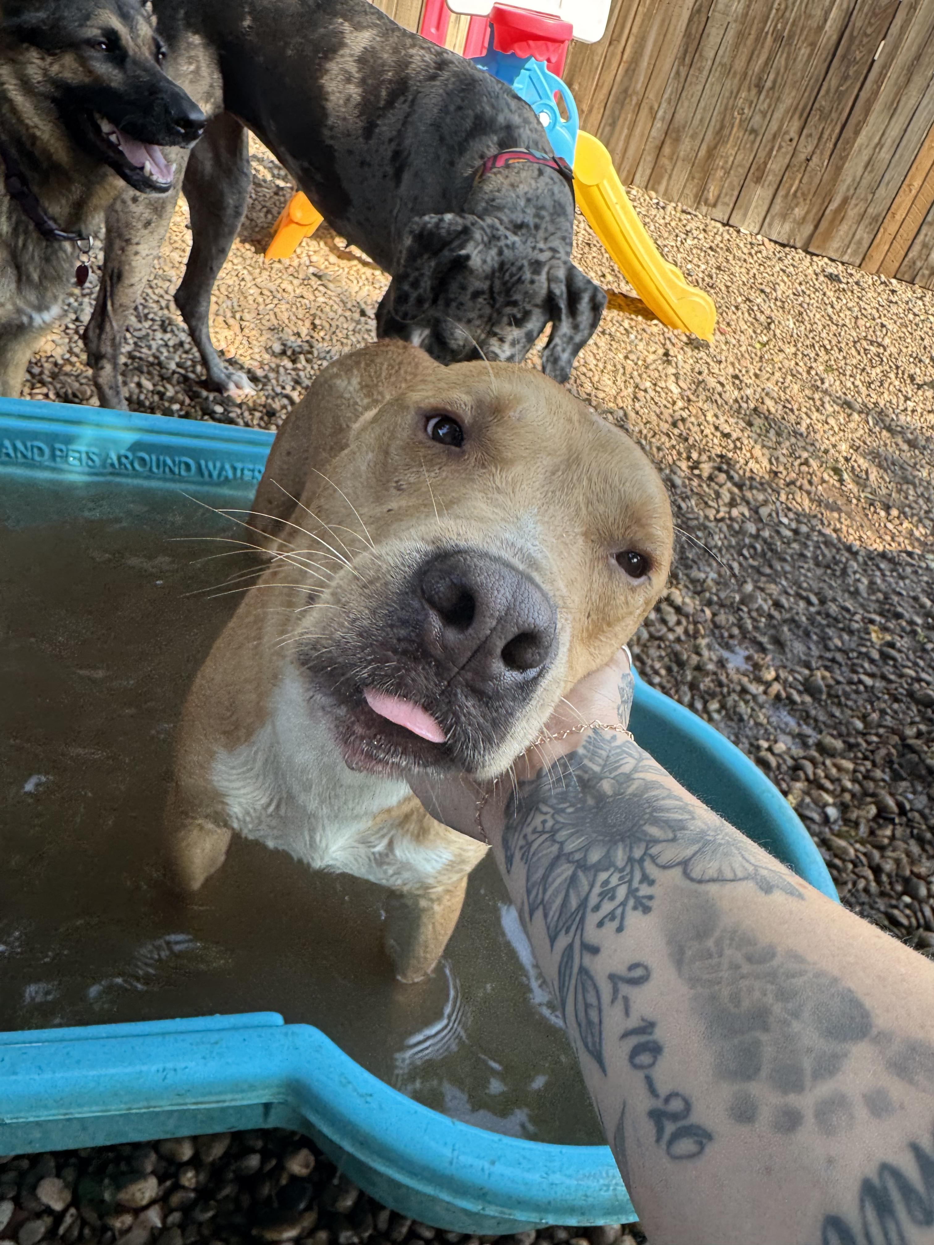 BUTTERS, a Adopted Mixed Breed in Norman, OK image 4/6