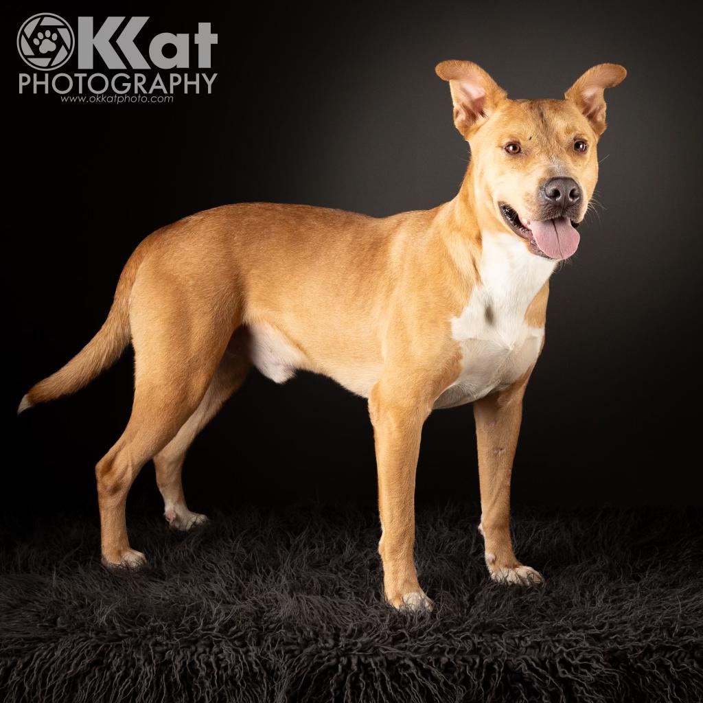 BUTTERS, a Adopted Mixed Breed in Norman, OK image 3/6