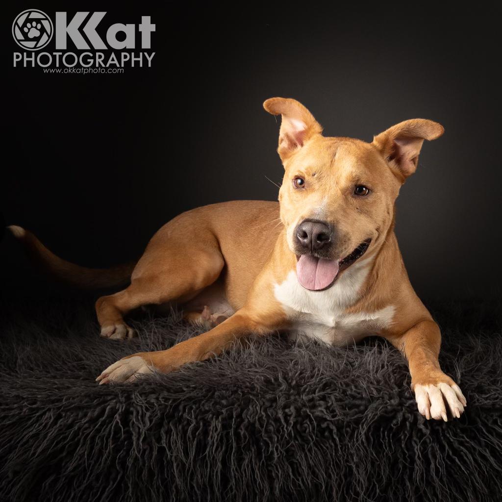 BUTTERS, a Adopted Mixed Breed in Norman, OK image 1/6