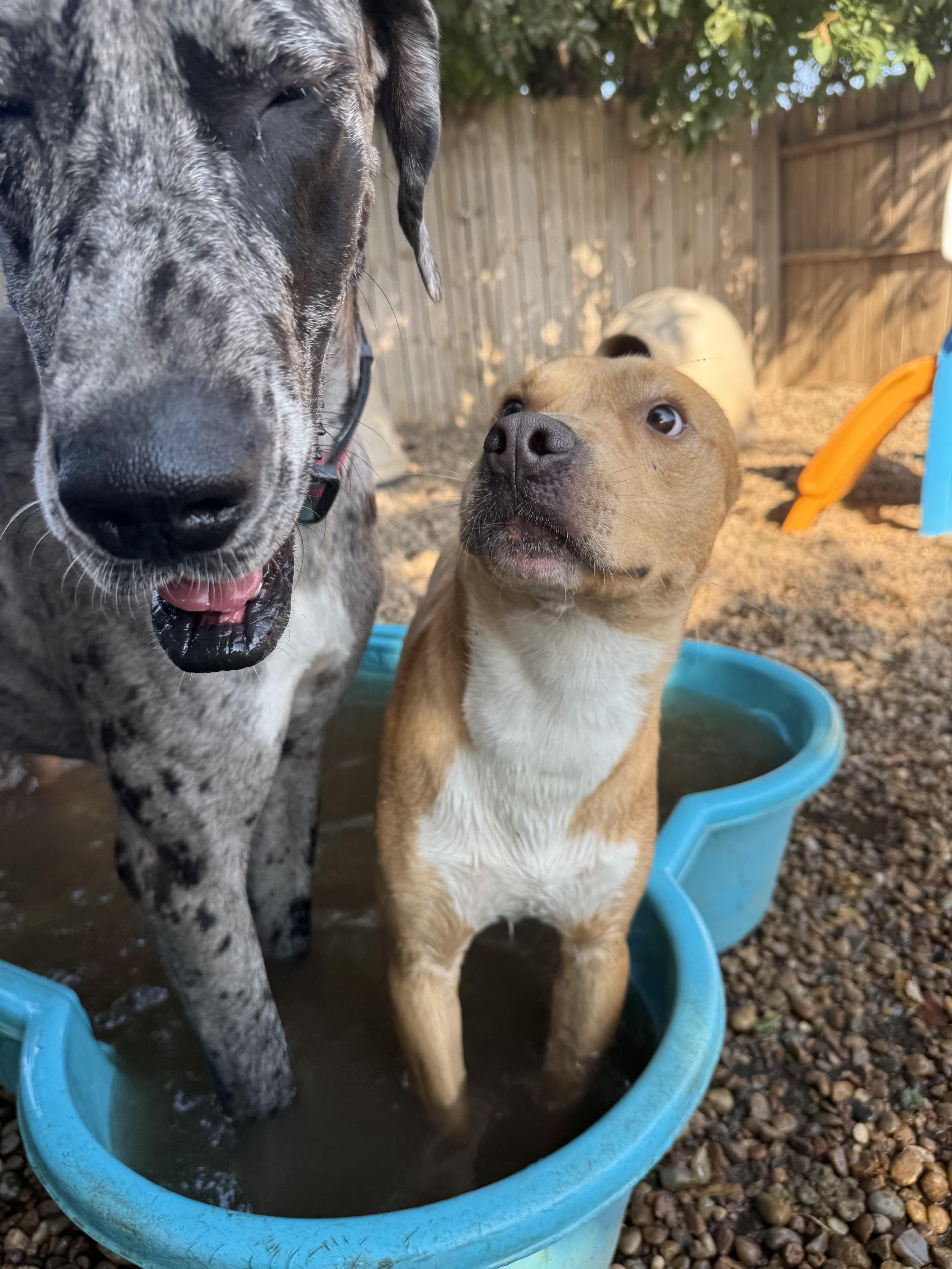 BUTTERS, a Adopted Mixed Breed in Norman, OK image 5/6