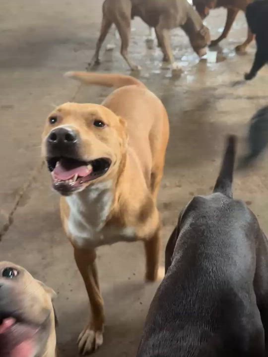 Enlarge BUTTERS, a Adopted Mixed Breed in Norman, OK video 6/6