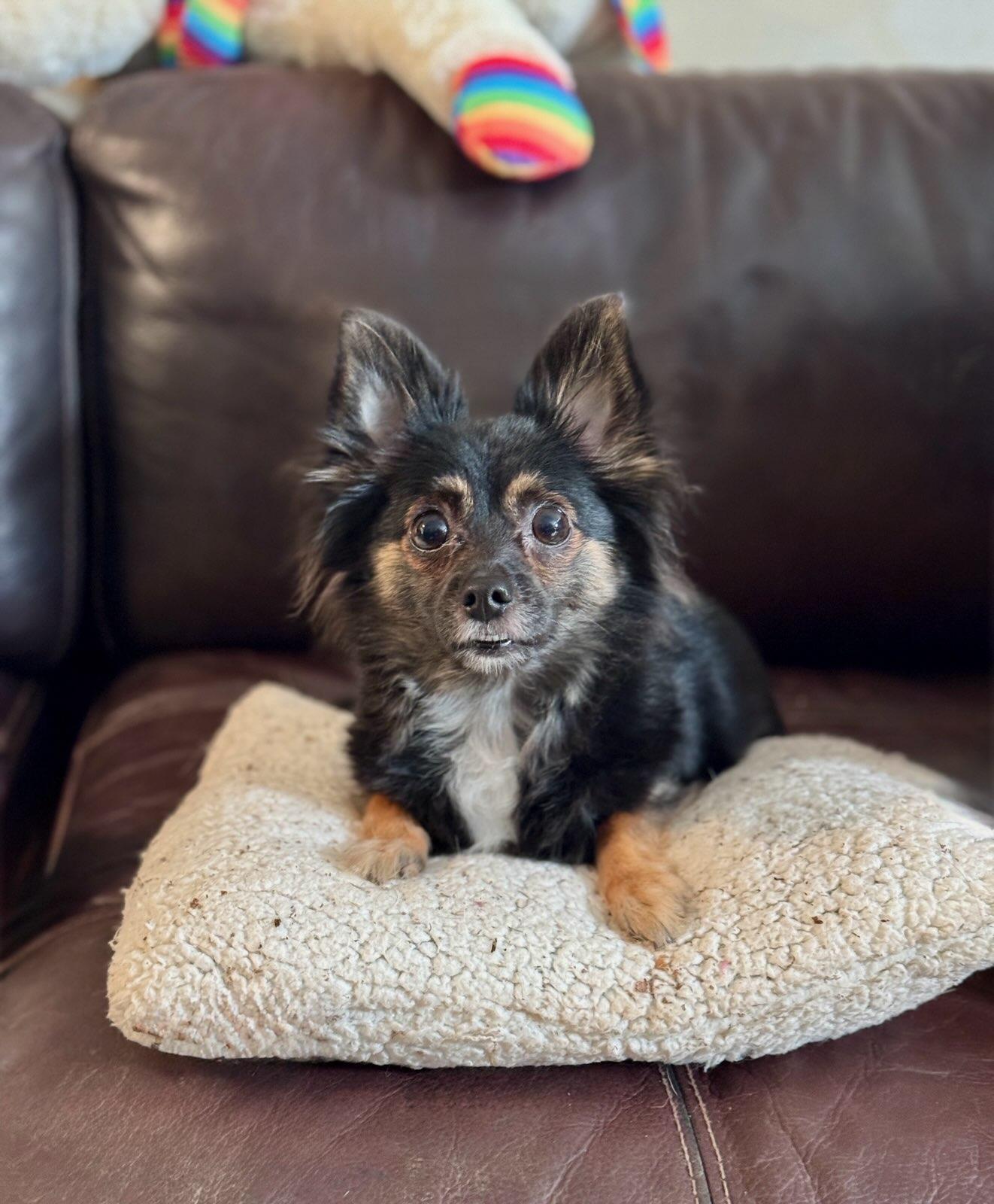 Enlarge Sprout, a ADOPTABLE mixed breed in Atlanta, GA image 2/3