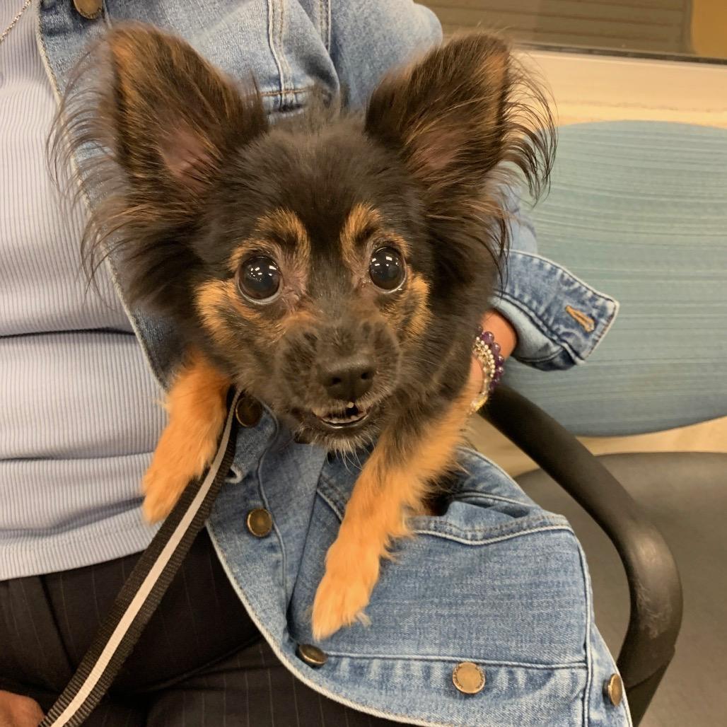 Enlarge Sprout, a ADOPTABLE mixed breed in Atlanta, GA image 3/3