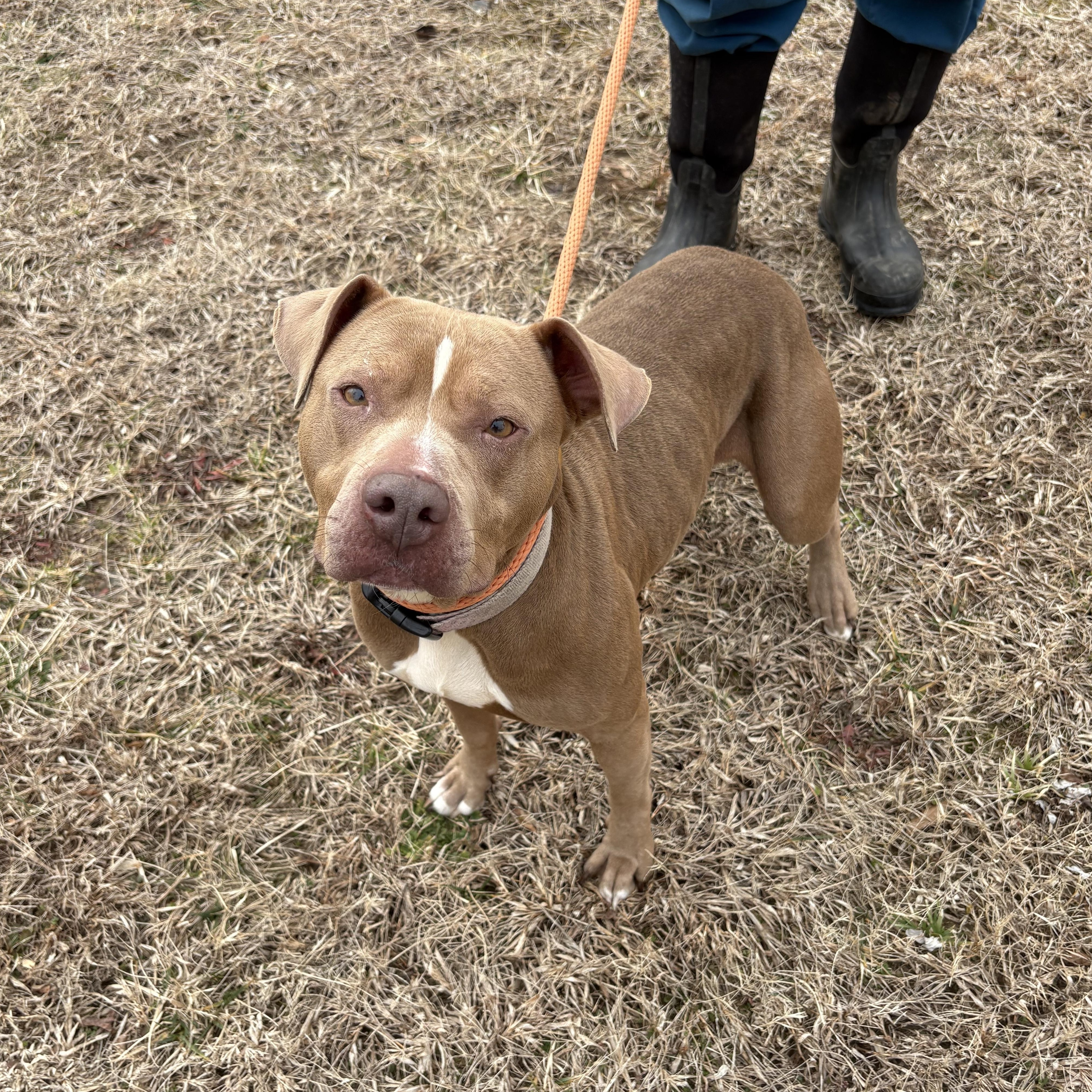 Enlarge Clementine, a Adoptable mixed breed in Saluda, VA image 5/5