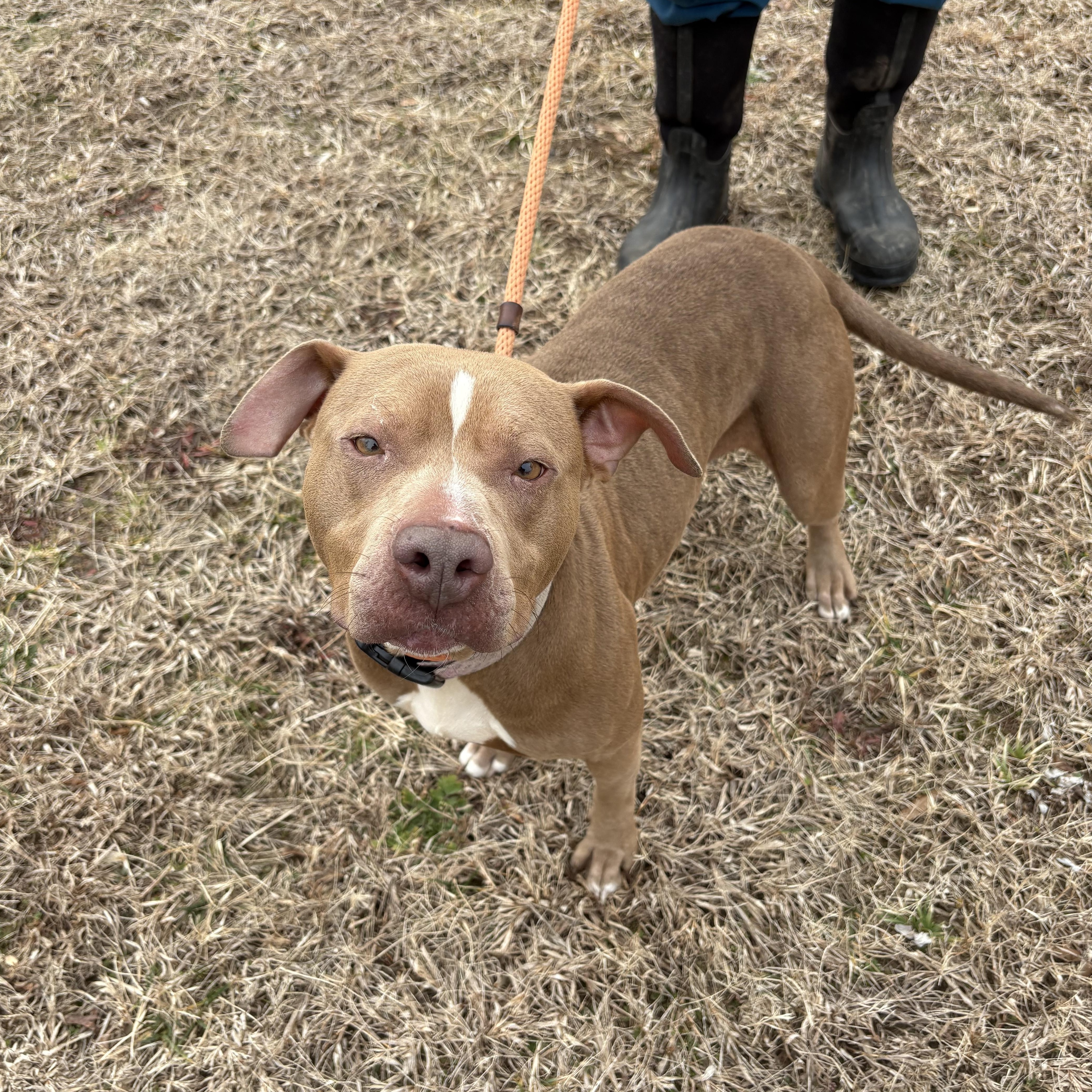 Enlarge Clementine, a Adoptable mixed breed in Saluda, VA image 4/5