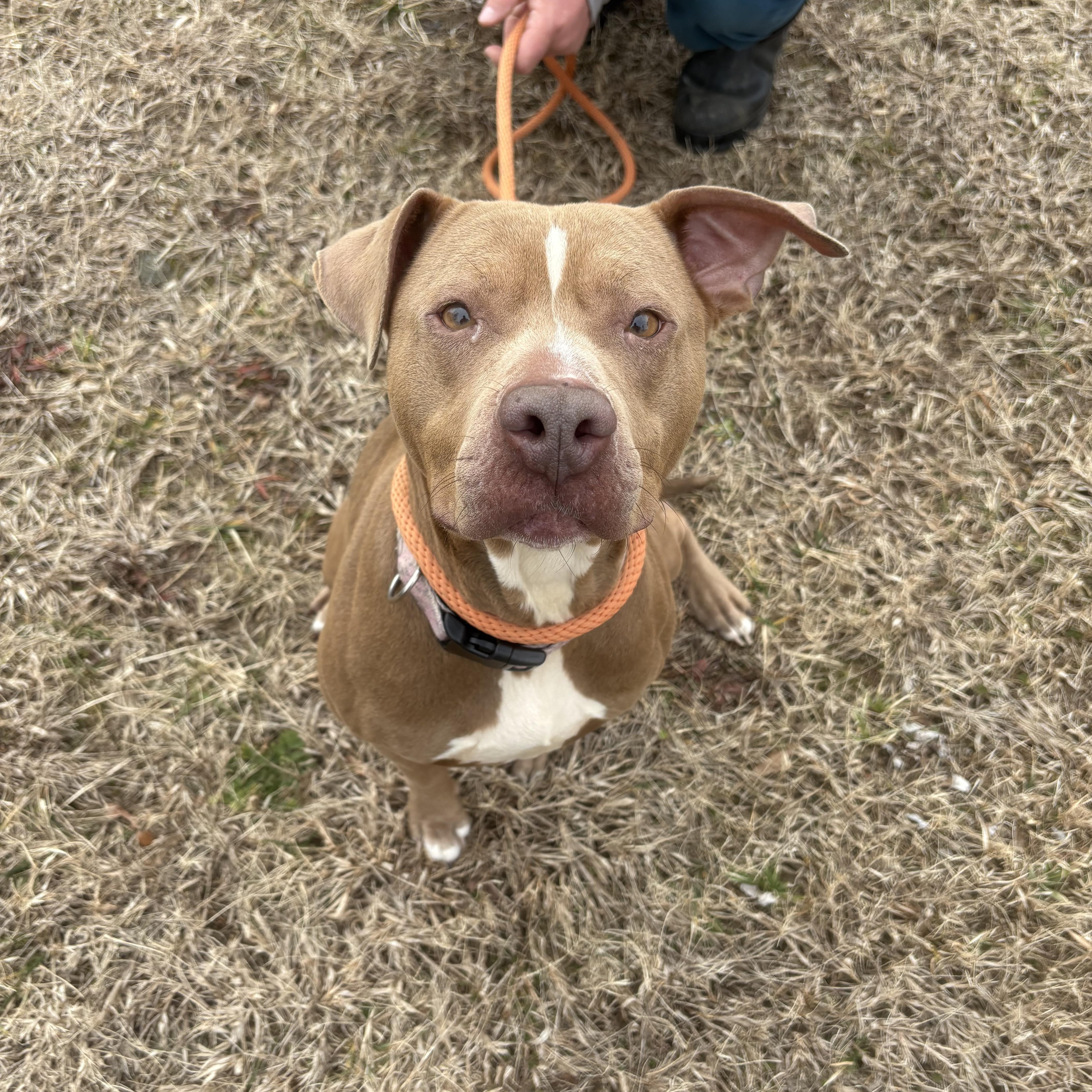 Enlarge Clementine, a Adoptable mixed breed in Saluda, VA image 2/5