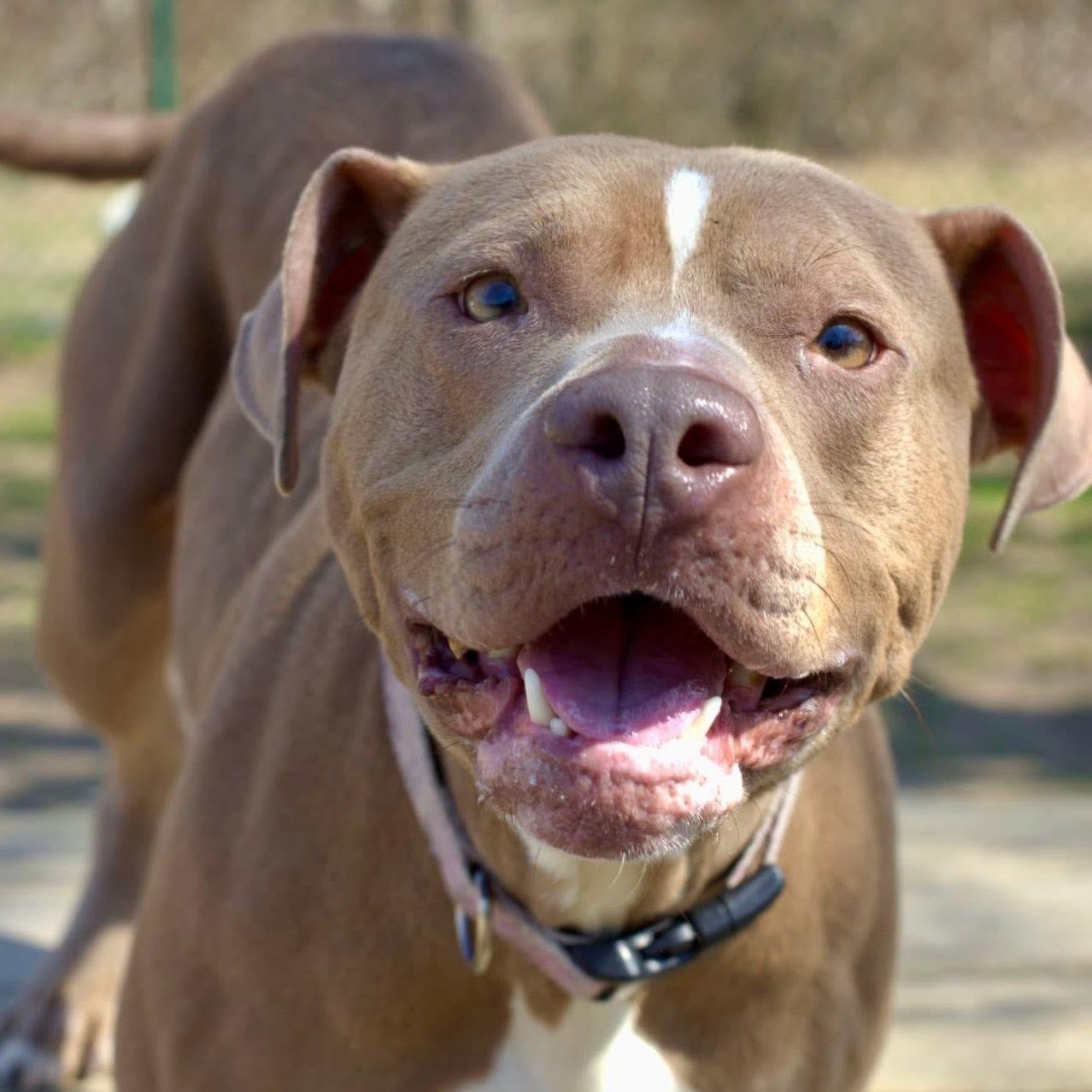 Enlarge Clementine, a Adoptable mixed breed in Saluda, VA image 1/5