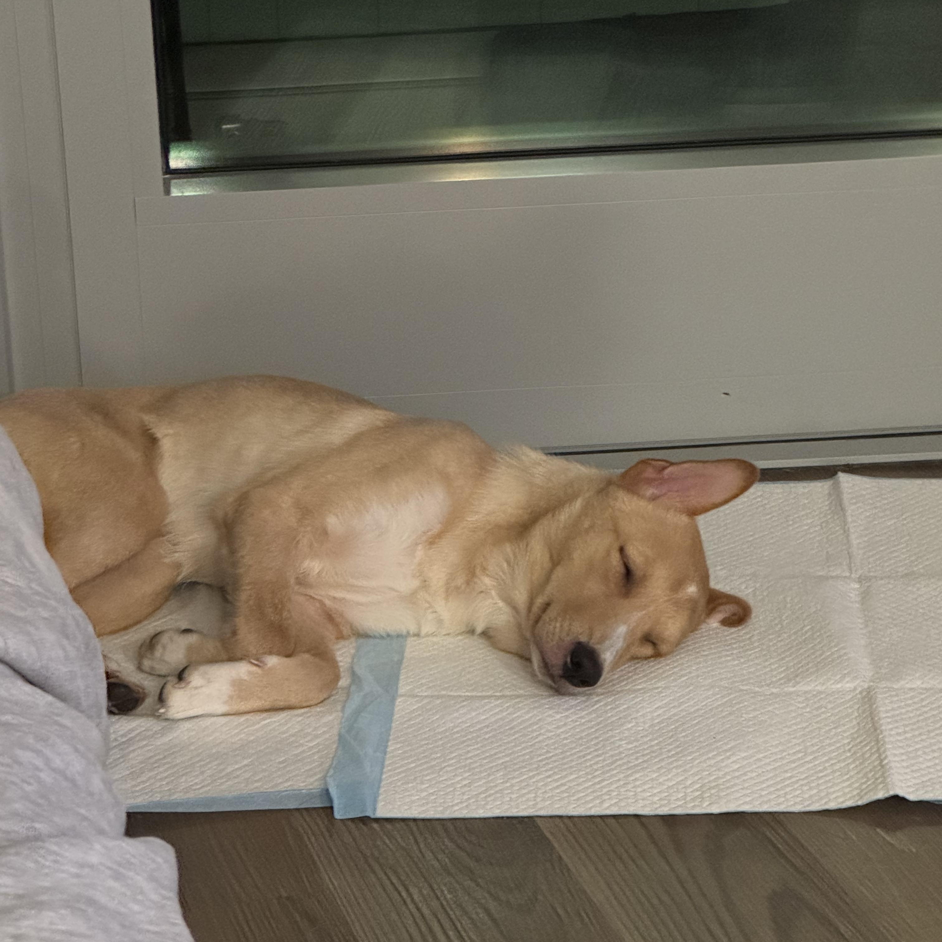 Enlarge Mozzi, a Adopted Jindo in Weehawken, NJ image 4/6