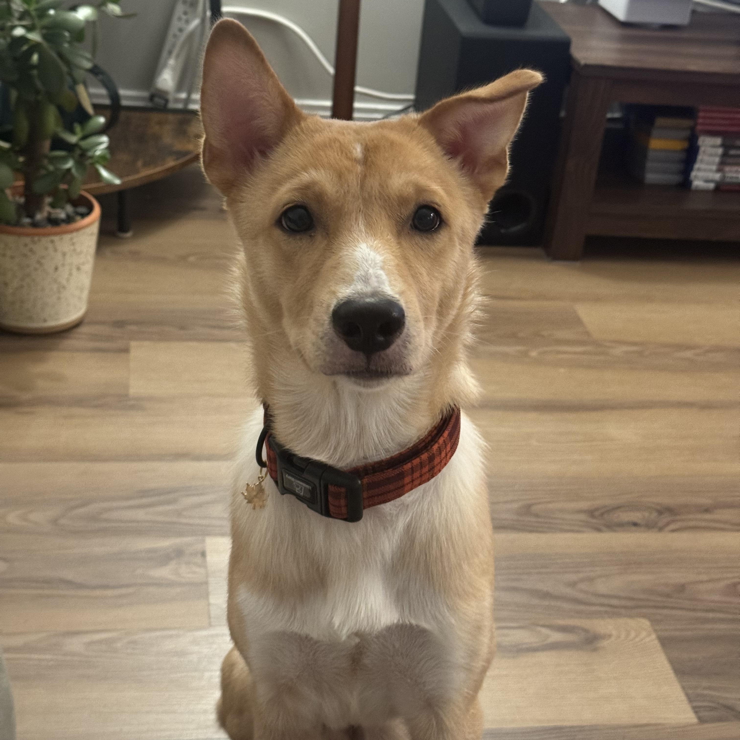 Enlarge Mozzi, a Adopted Jindo in Weehawken, NJ image 3/6