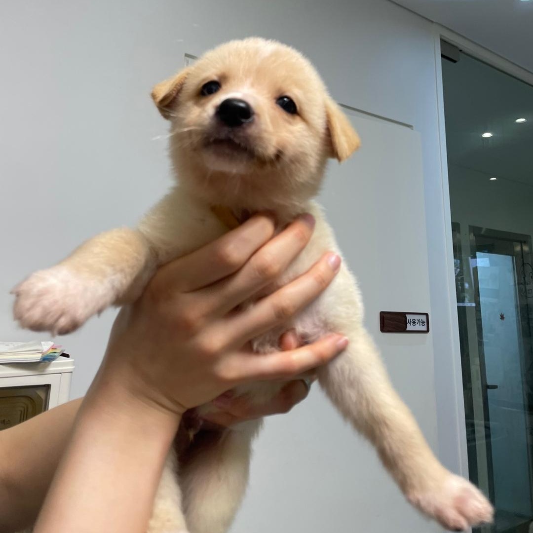 Enlarge Mozzi, a Adopted Jindo in Weehawken, NJ image 6/6