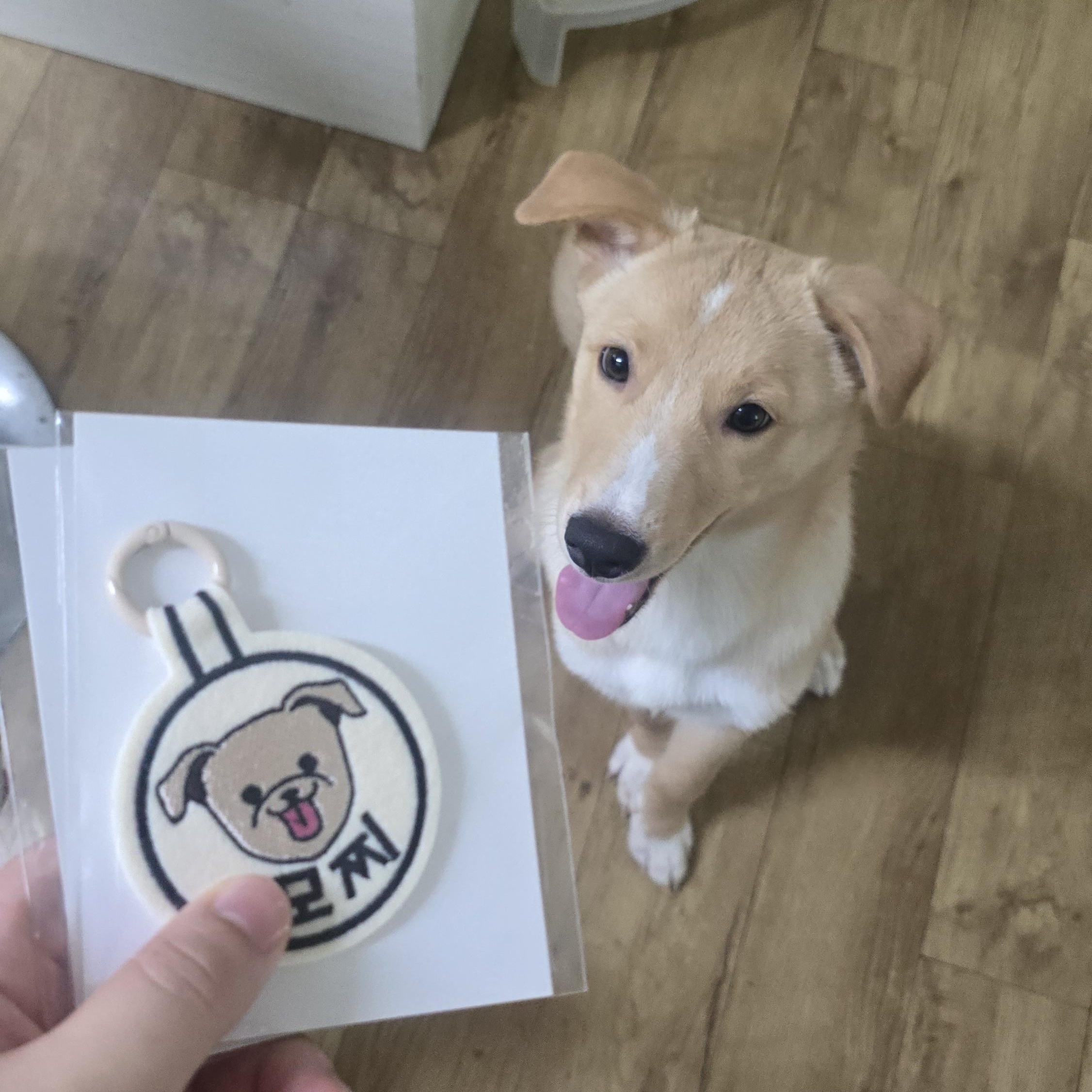 Enlarge Mozzi, a Adopted Jindo in Weehawken, NJ image 2/6