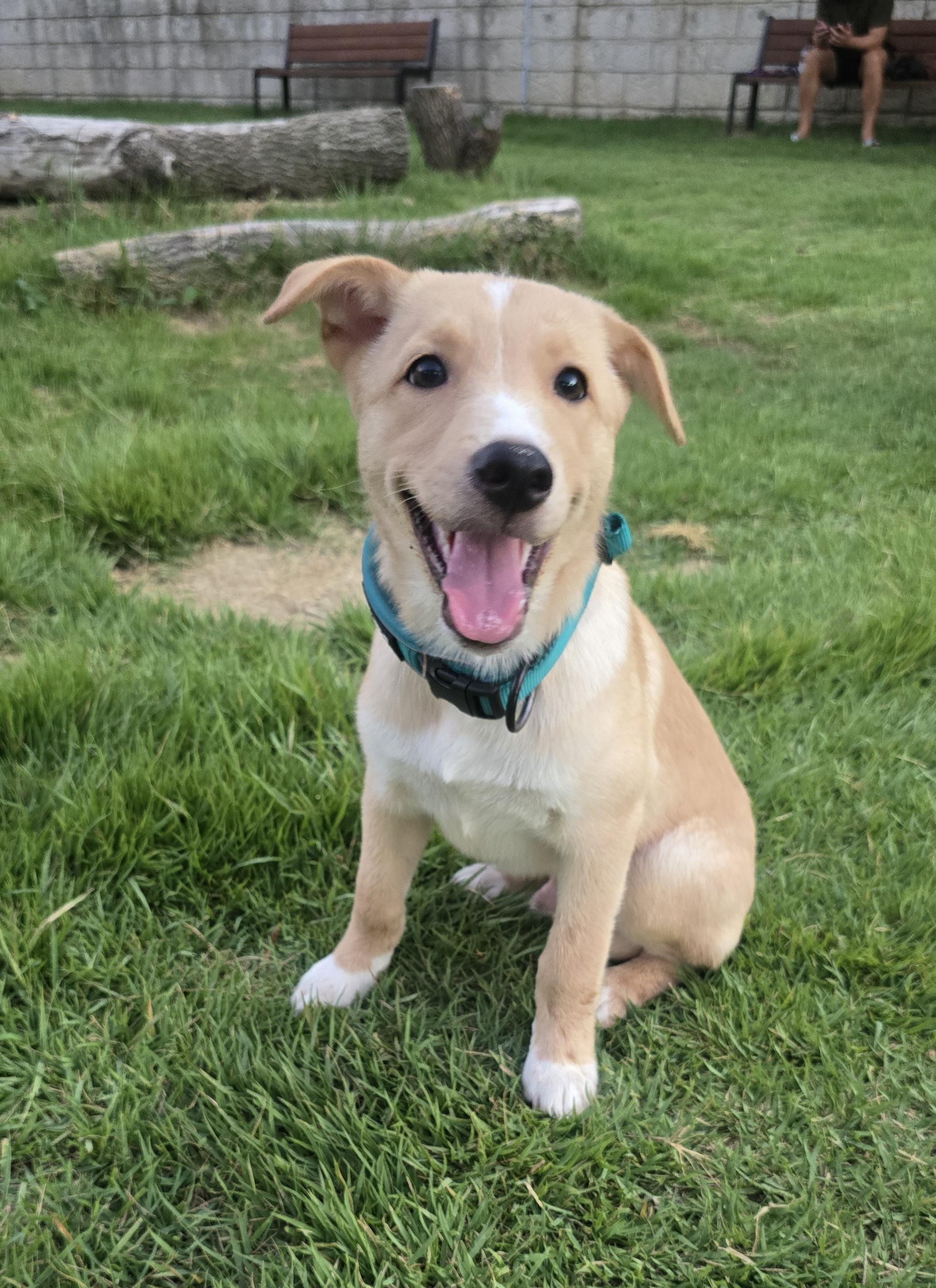 Enlarge Mozzi, a Adopted Jindo in Weehawken, NJ image 5/6