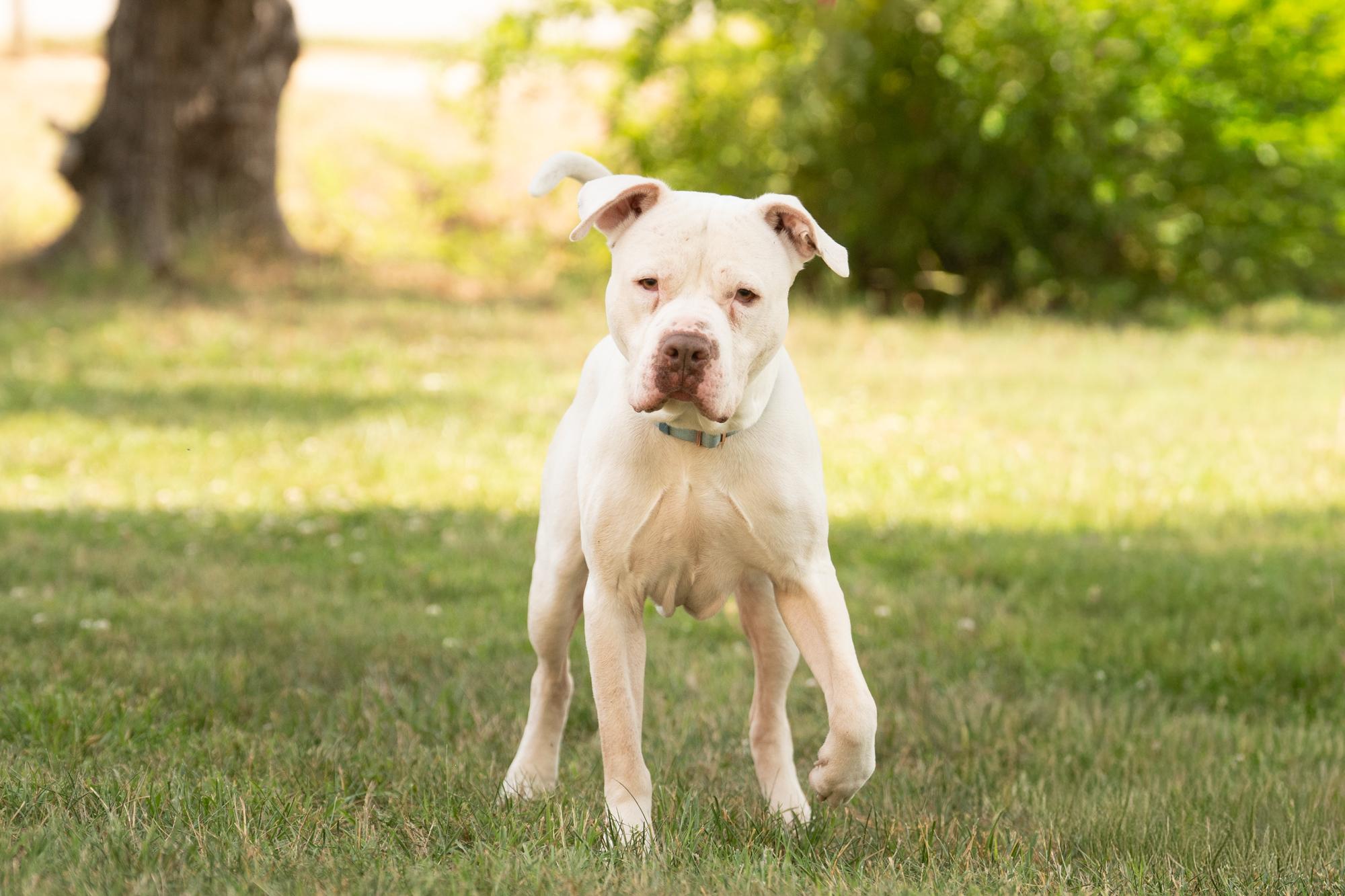 Rubble, ADOPTABLE, Adult Male American Staffordshire Terrier.