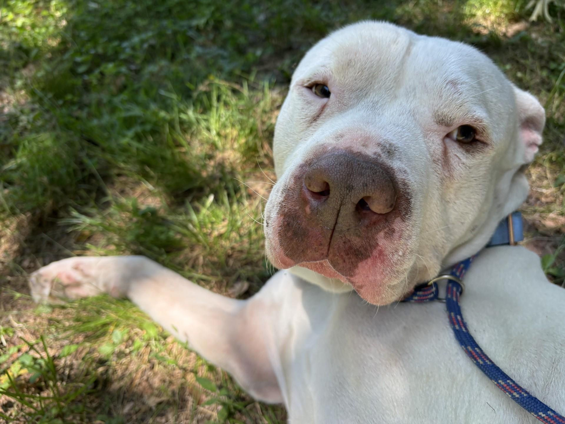 Rubble, a ADOPTABLE mixed breed in Ashland, VA image 2/6