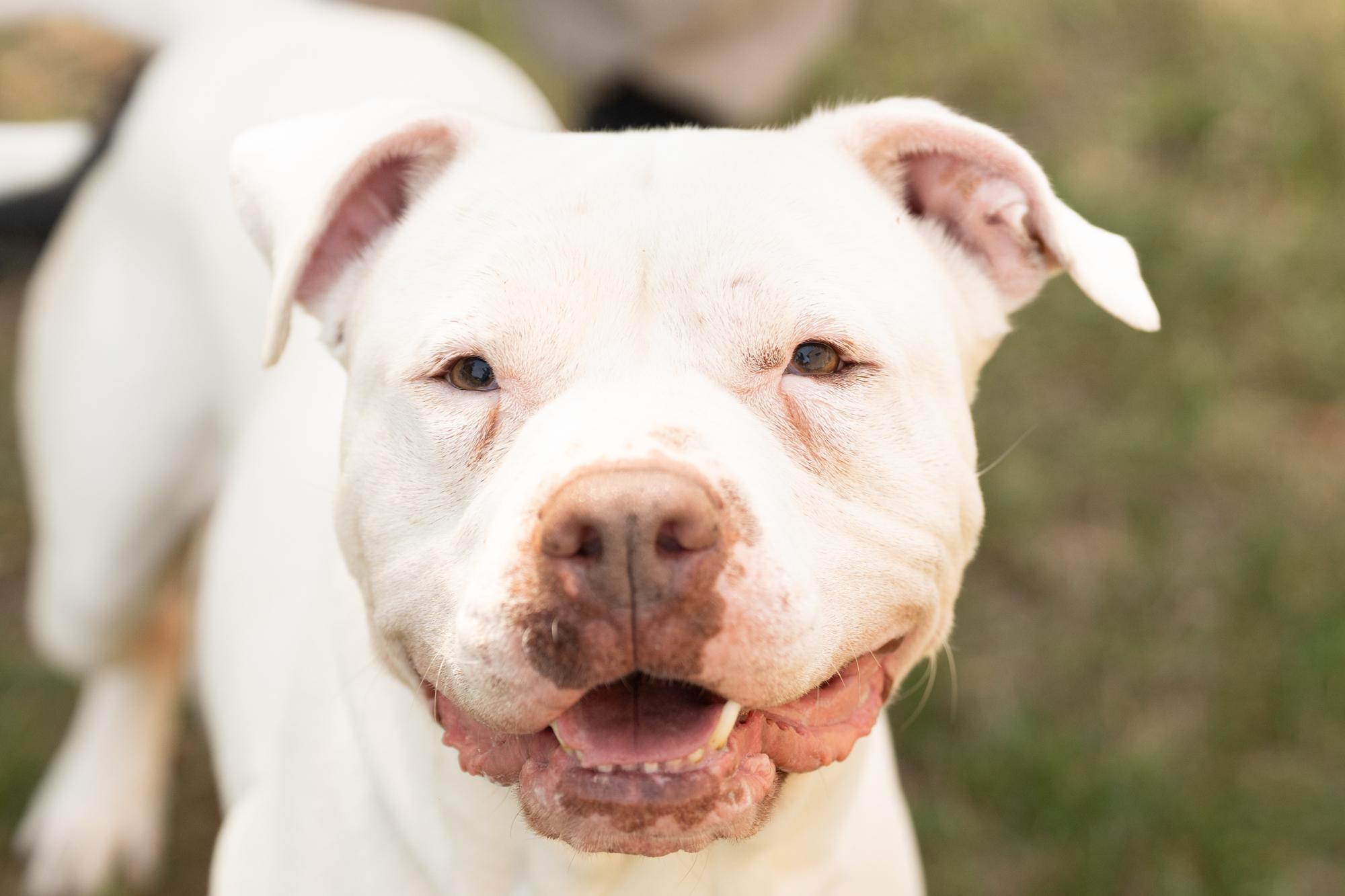 Enlarge Rubble, a ADOPTABLE mixed breed in Ashland, VA image 6/6