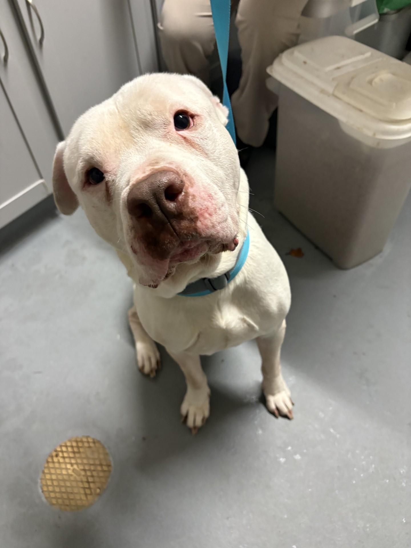 Rubble, a ADOPTABLE mixed breed in Ashland, VA image 4/6