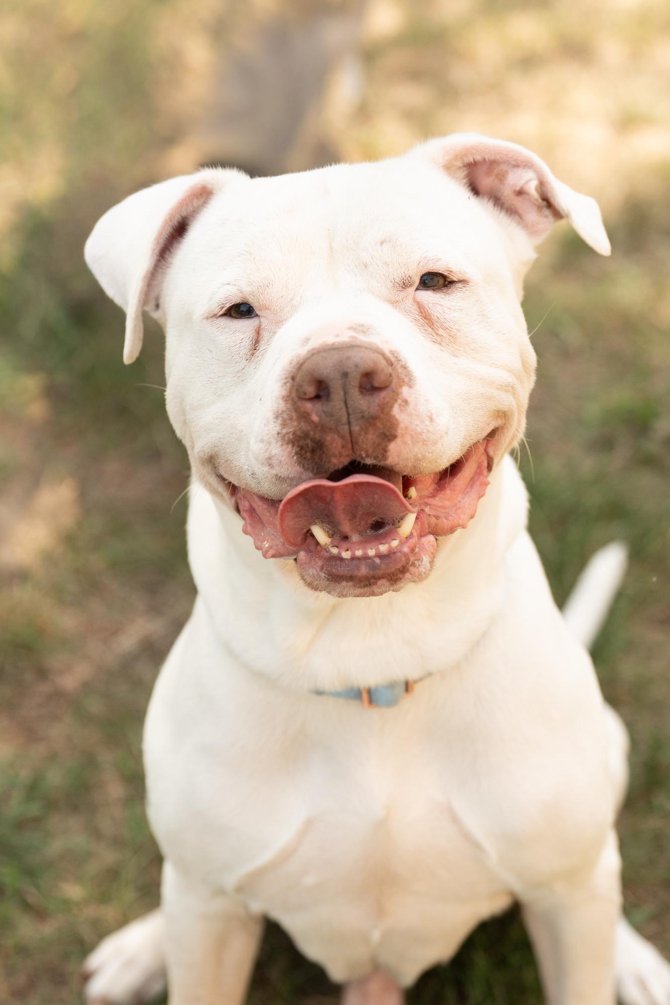 Enlarge Rubble, a ADOPTABLE mixed breed in Ashland, VA image 2/6