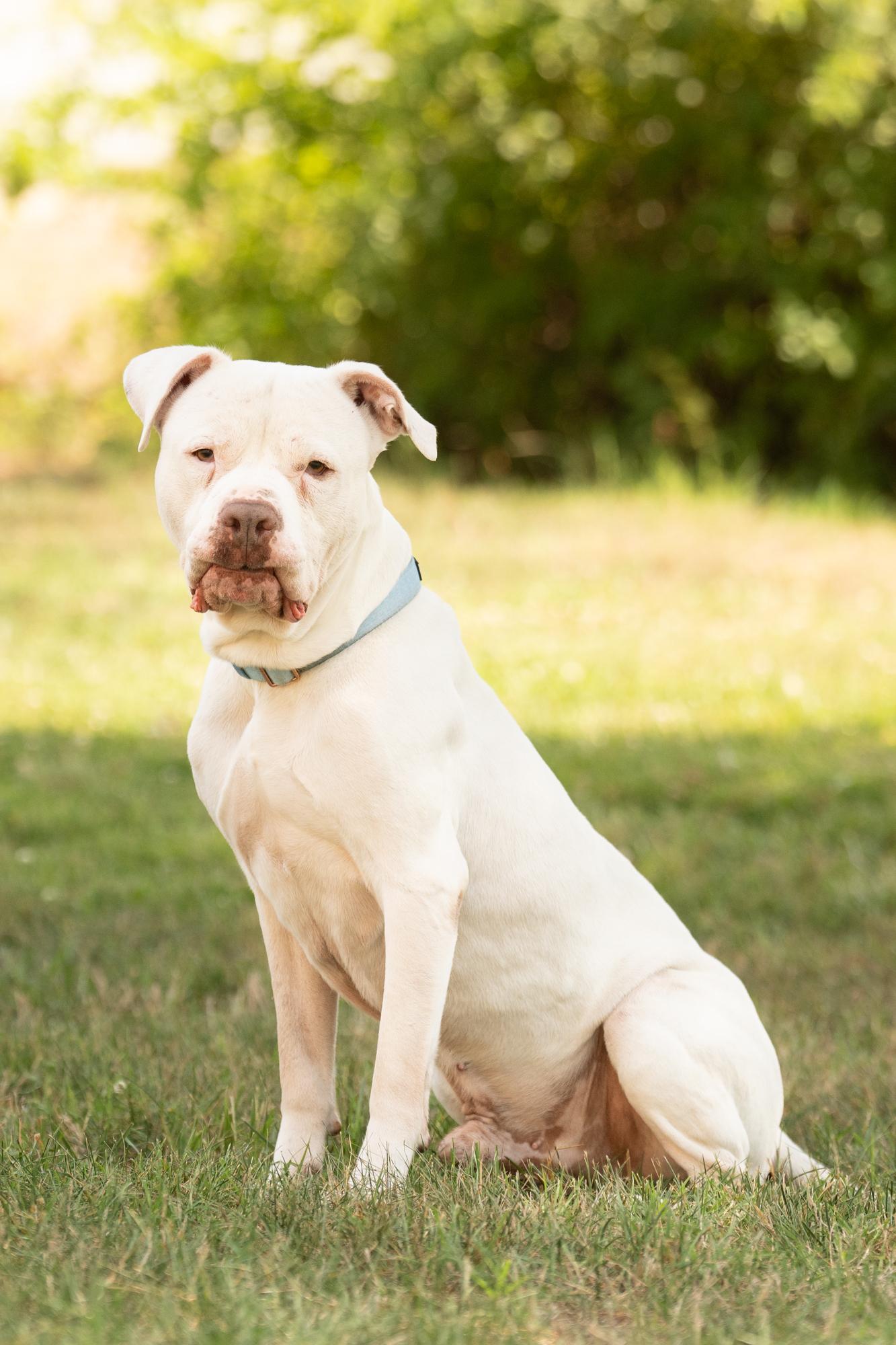 Enlarge Rubble, a ADOPTABLE mixed breed in Ashland, VA image 4/6