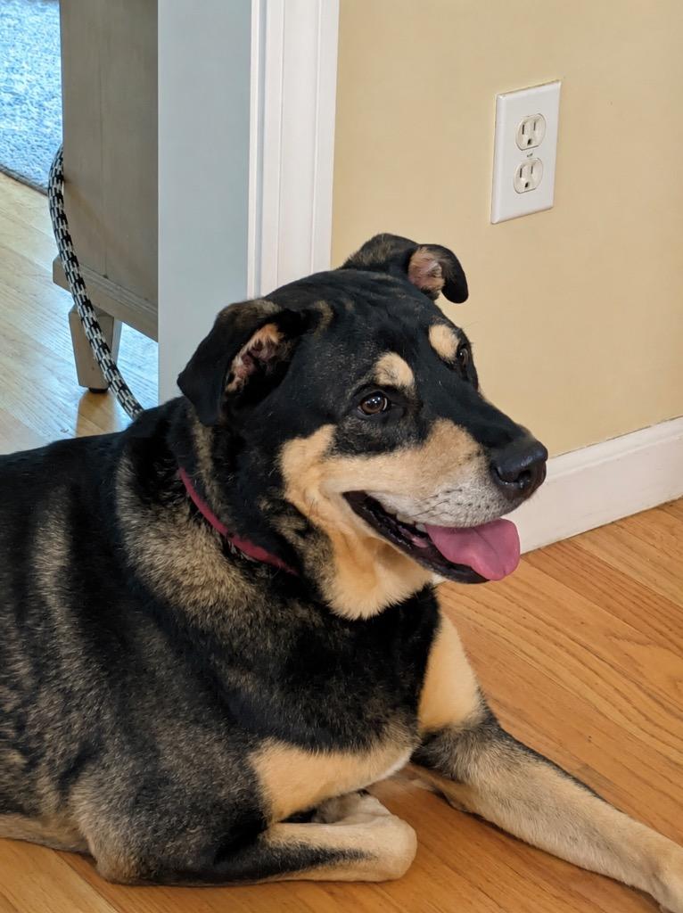 Hancho (LOCAL), a Adoptable mixed breed in Princeton, MA image 2/6
