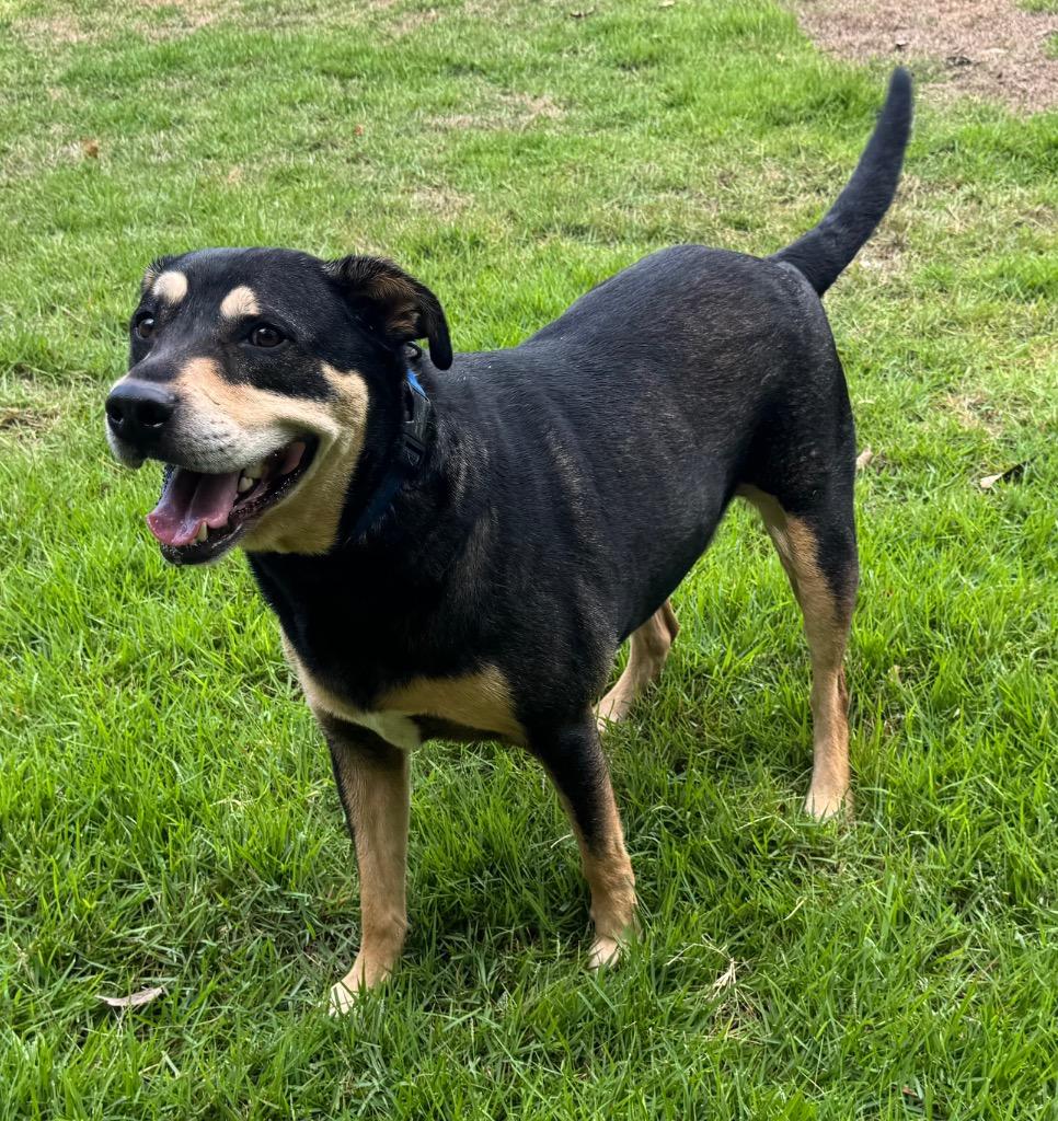 Hancho (LOCAL), a Adoptable mixed breed in Princeton, MA image 3/6