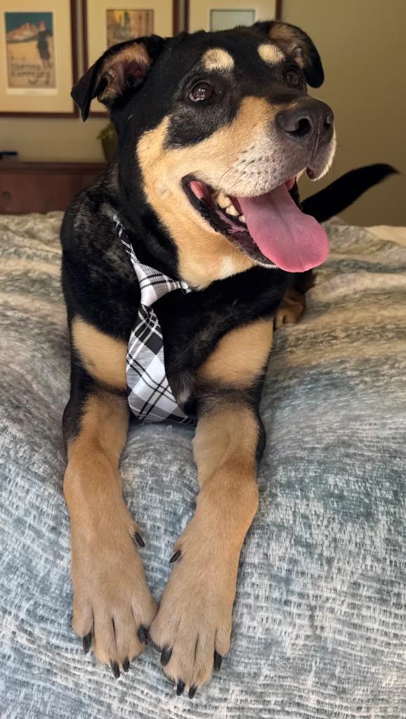 Hancho (LOCAL), a Adoptable mixed breed in Princeton, MA image 5/6