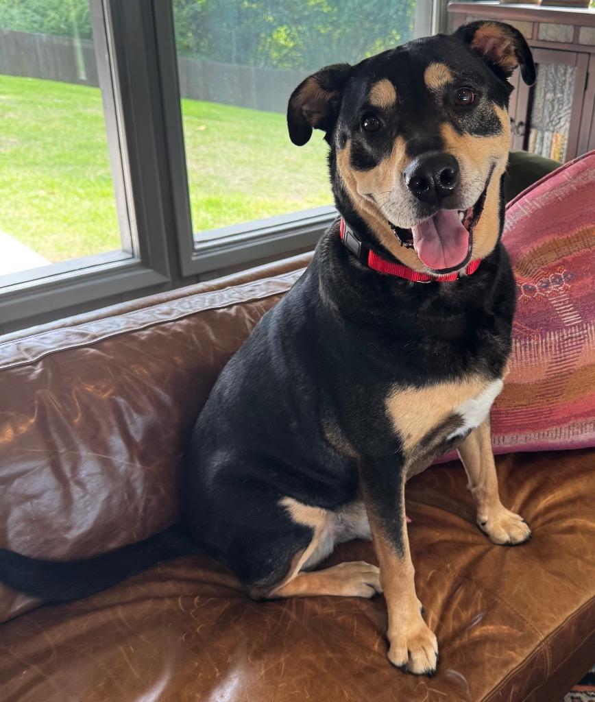 Hancho (LOCAL), a Adoptable mixed breed in Princeton, MA image 6/6