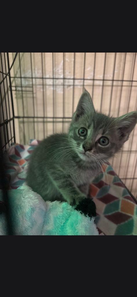 Enlarge Purrcy, a Adoptable mixed breed in Camden, TN image 1/1