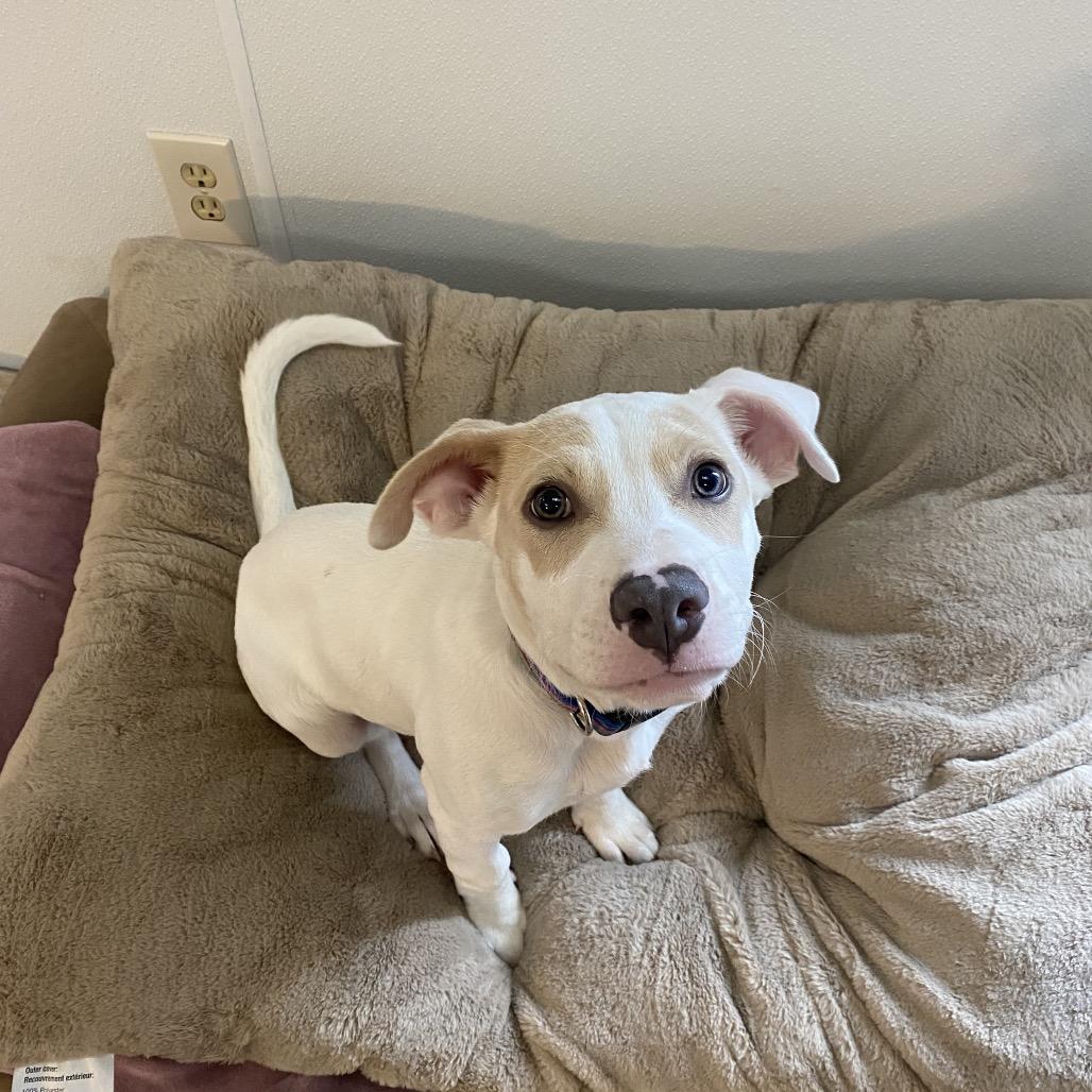 Baby Steven, Adoptable, Puppy Male Pit Bull Terrier.