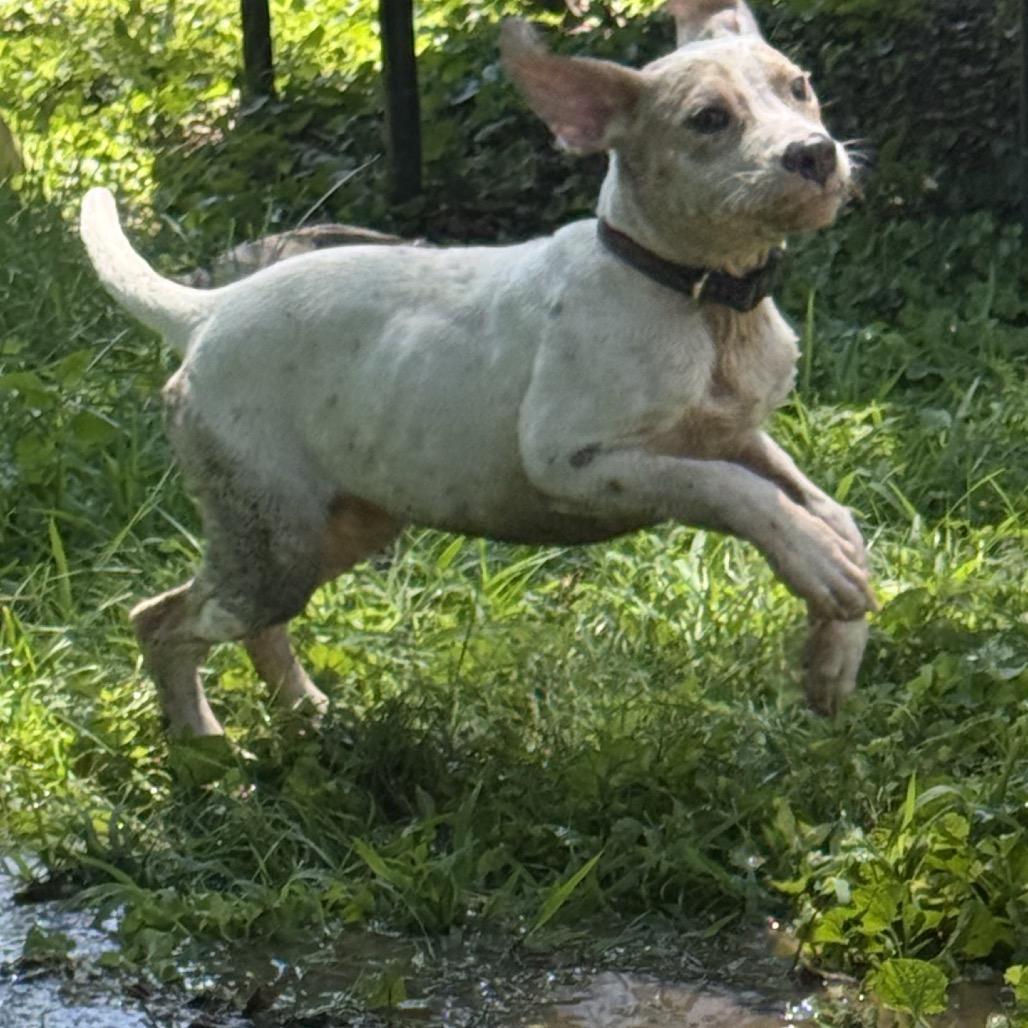 Baby Steven, a Adoptable Pit Bull Terrier in Belleville, IL image 2/5