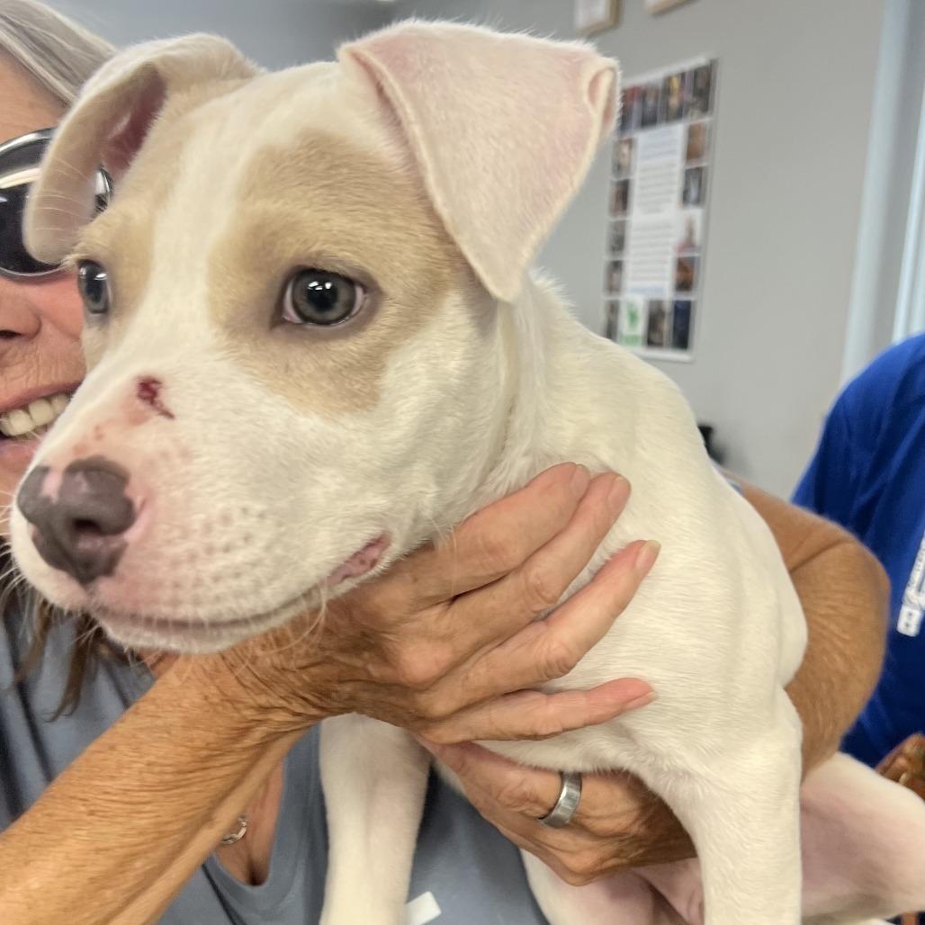 Baby Steven, a Adoptable Pit Bull Terrier in Belleville, IL image 3/5