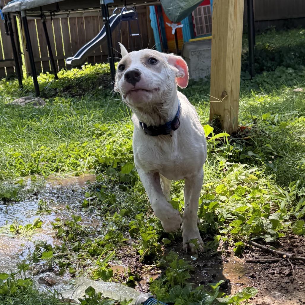 Baby Steven, a Adoptable Pit Bull Terrier in Belleville, IL image 4/5