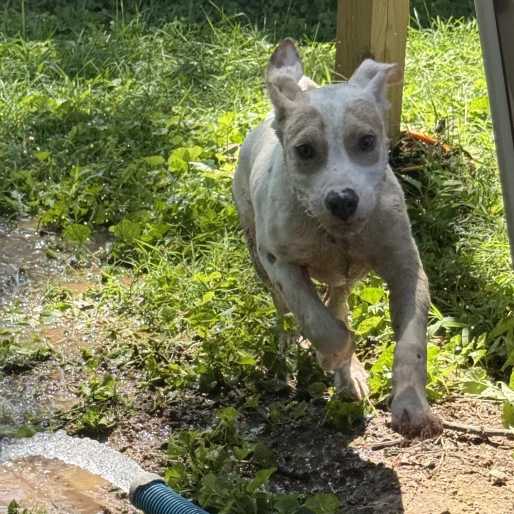 Baby Steven, a Adoptable Pit Bull Terrier in Belleville, IL image 5/5