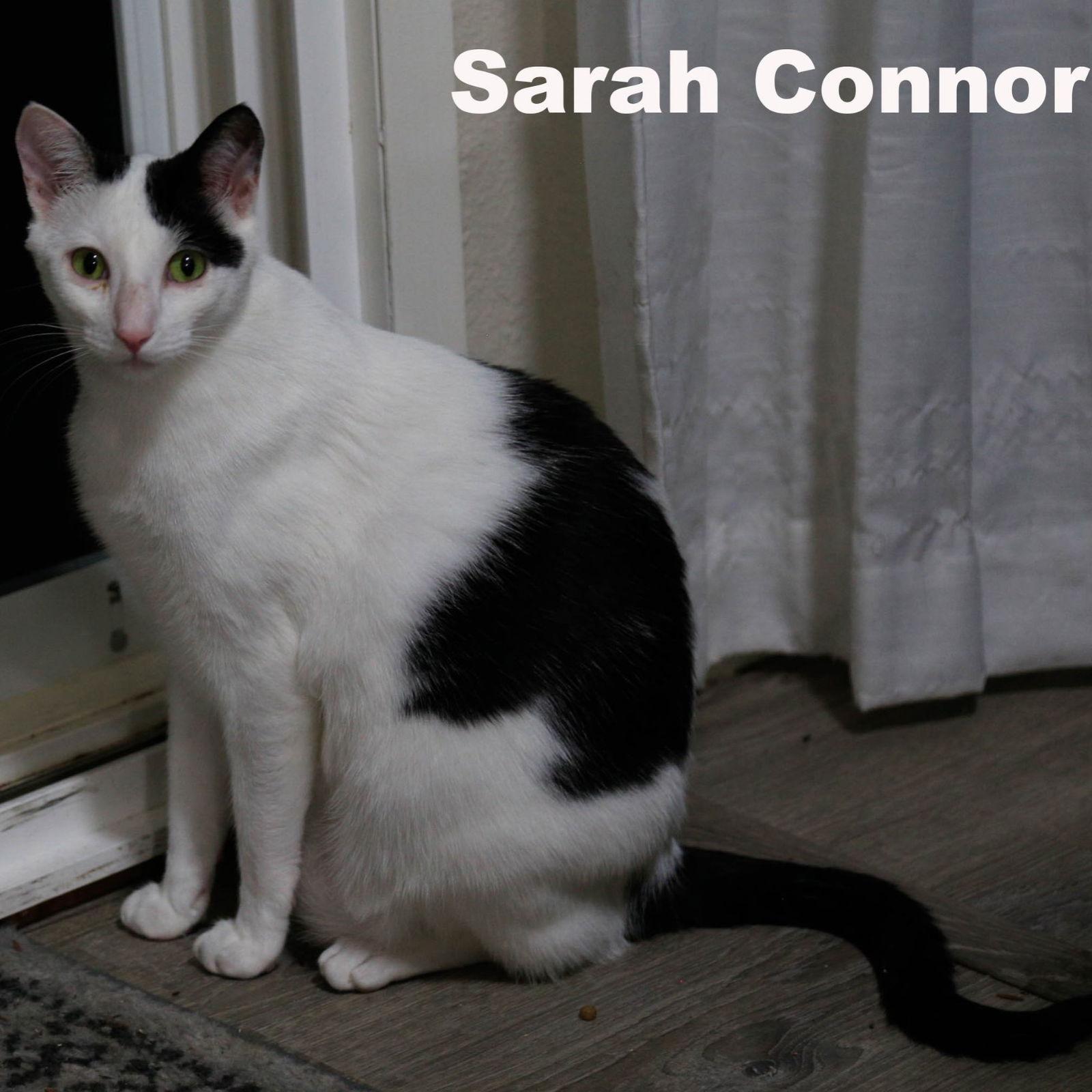 Sarah Conner (Napa HM), Adoptable, Adult Female Domestic Short Hair.