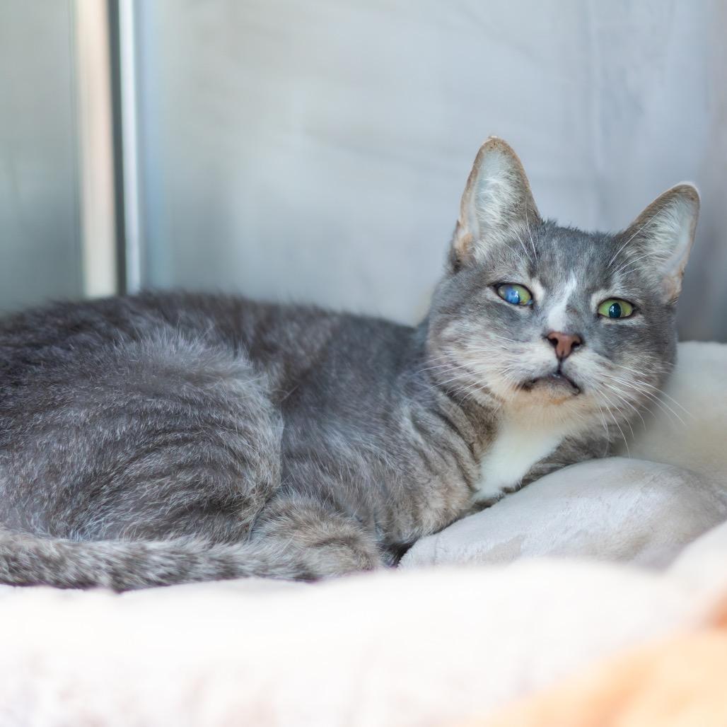 Glacier — thumbnail 4