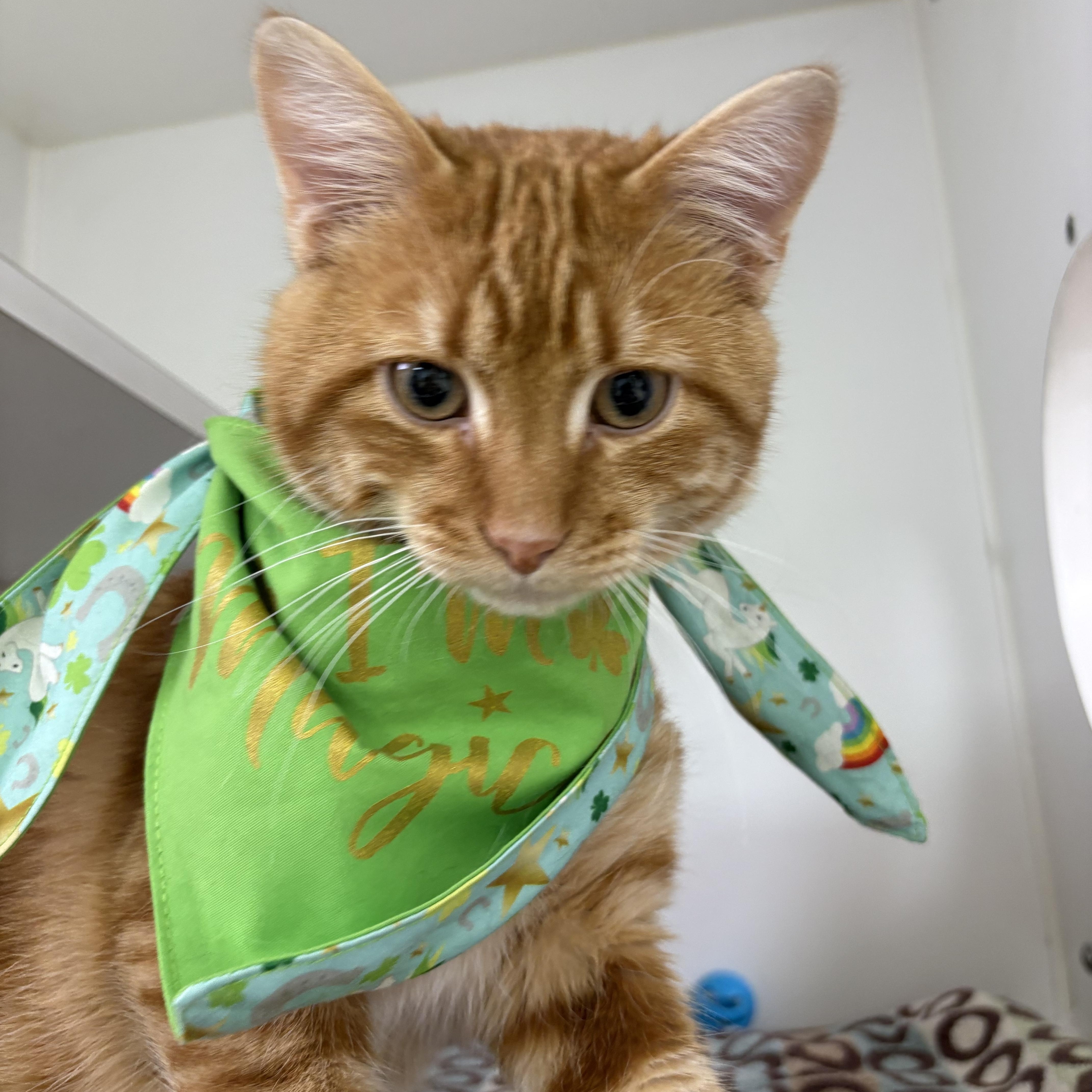 Enlarge Monkey D. Luffy, a ADOPTABLE Domestic Short Hair in Blue Springs, MO image 1/1