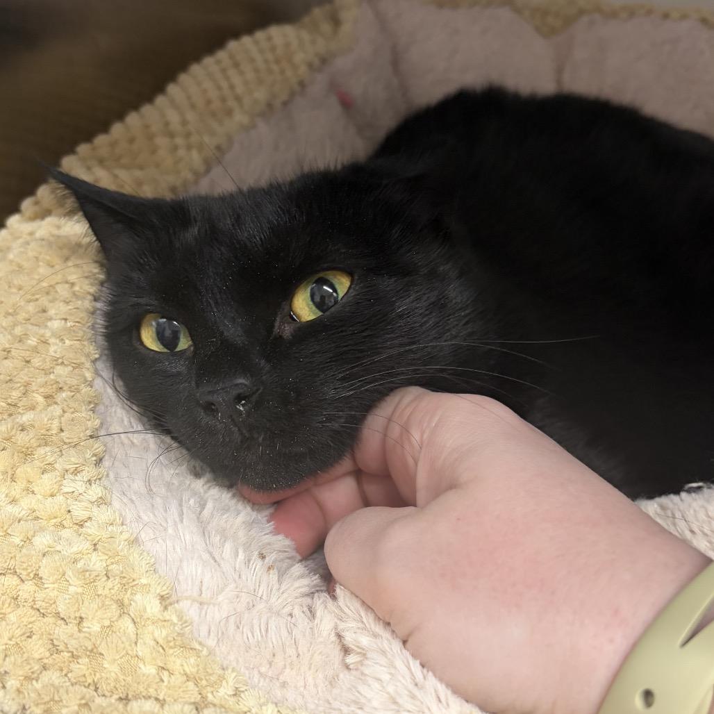 Monica, Adoptable, Young Female Domestic Short Hair.
